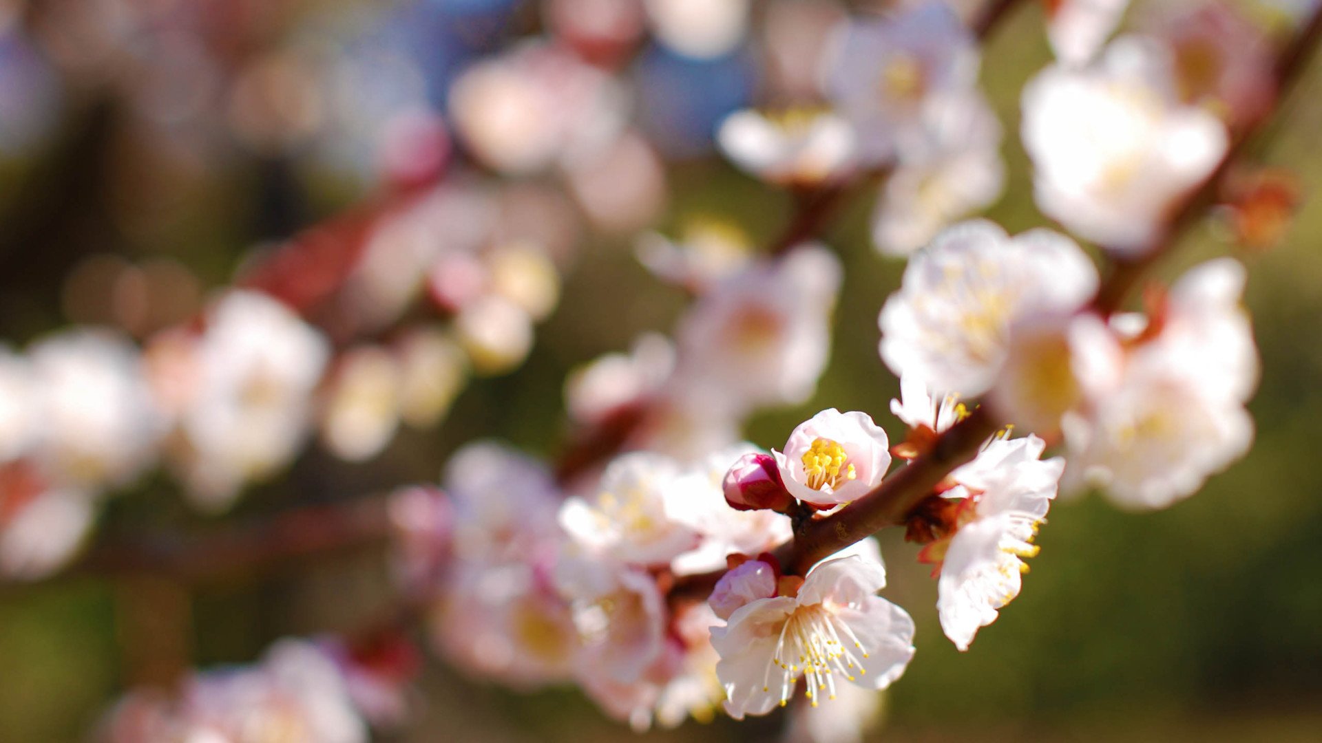 小清新,娇艳欲滴,花,儿童桌面专用