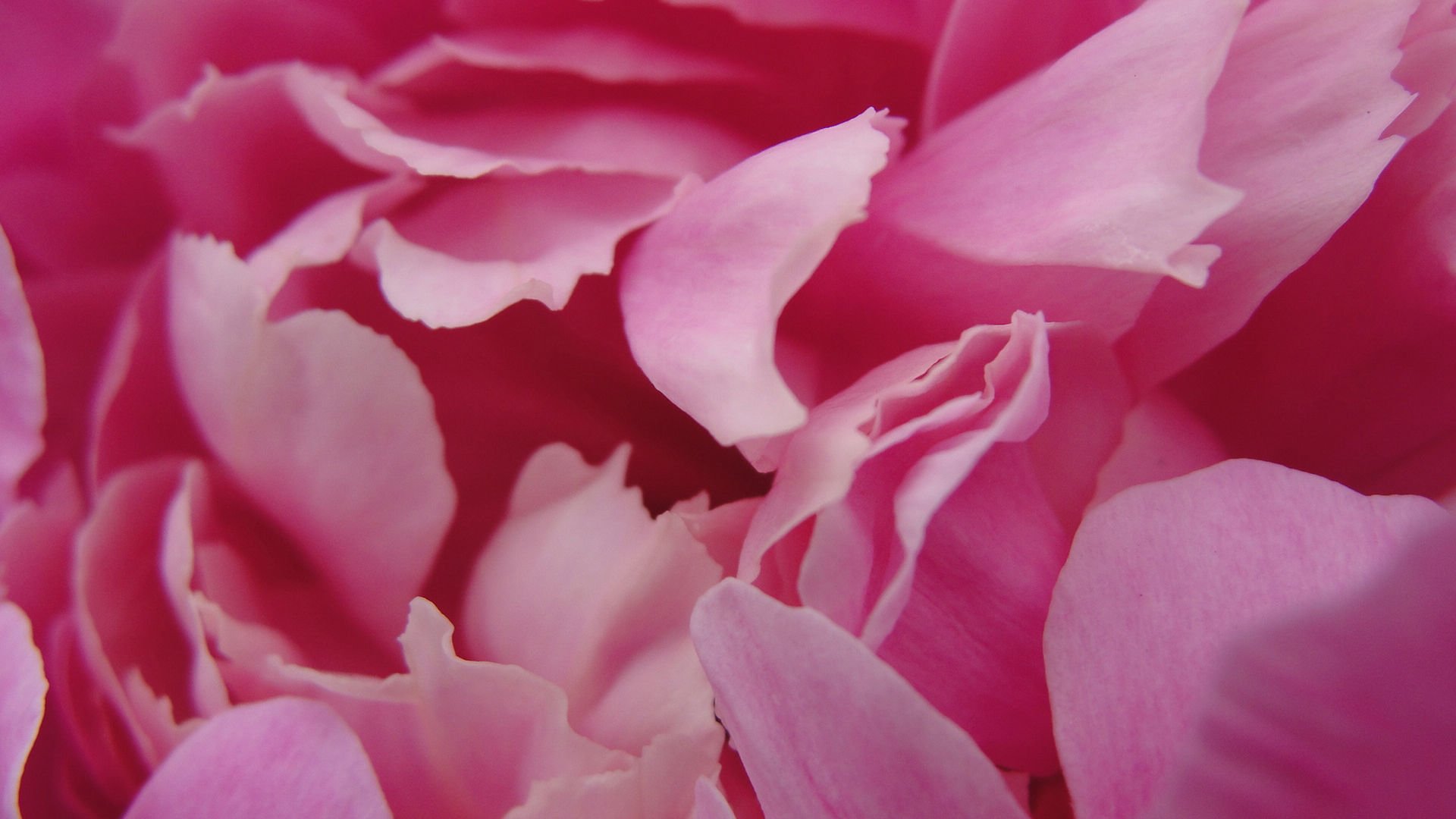 小清新,娇艳欲滴,花,儿童桌面专用