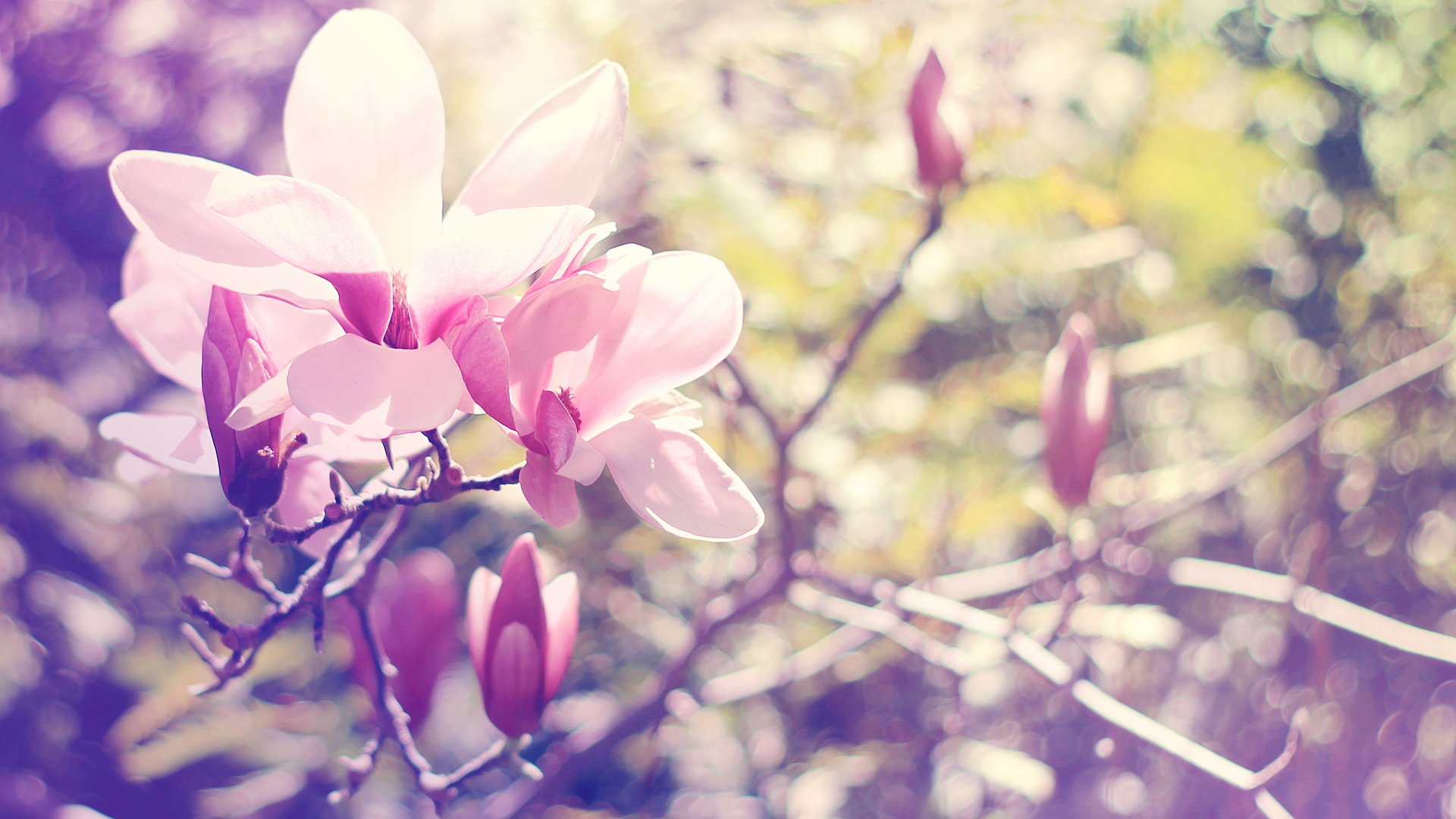 风景,春意盎然,儿童桌面专用