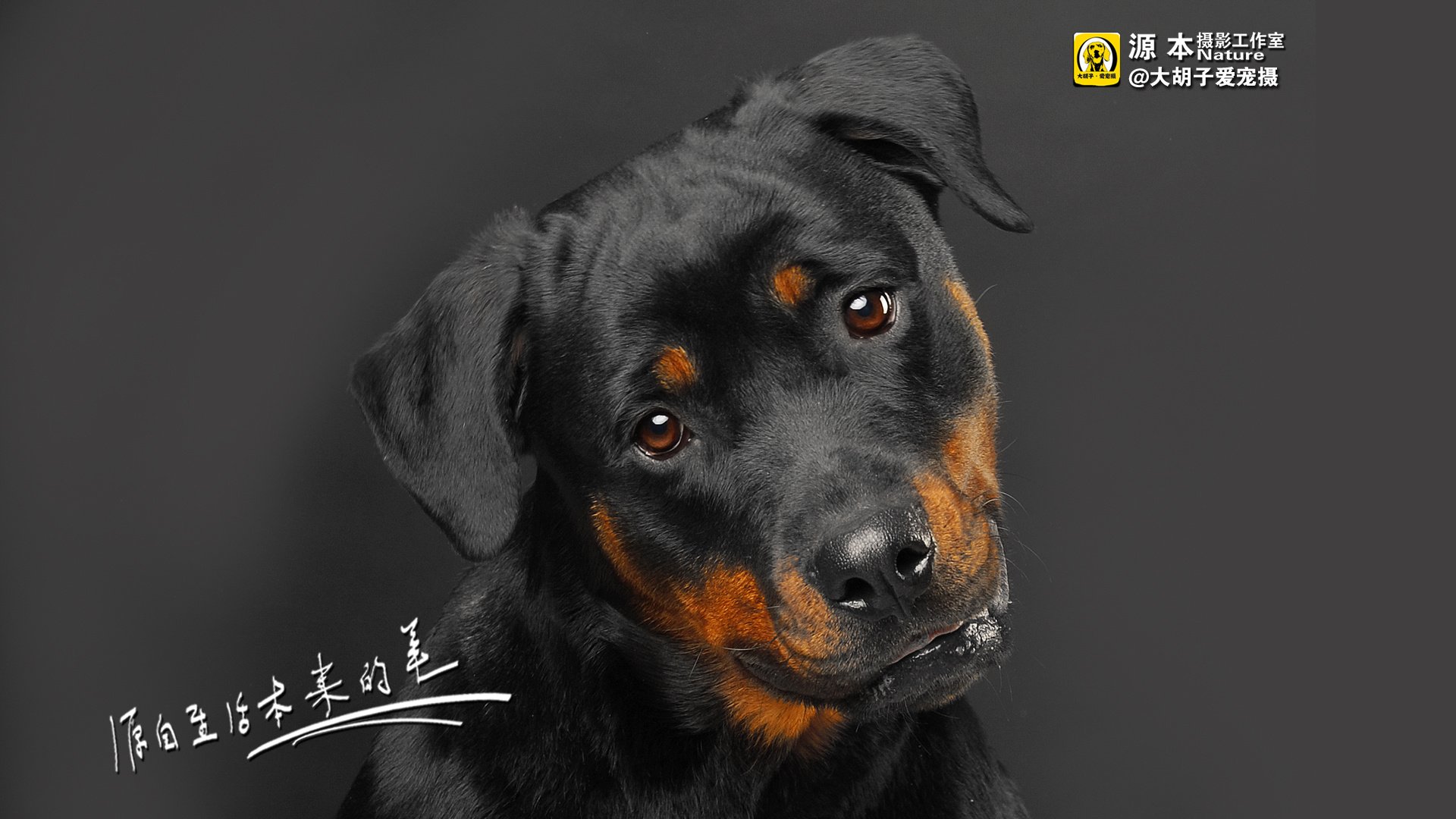 萌宠,狗,汪星人,卖萌图,可爱,古灵精怪,独家首发,源本摄影,@大胡子爱宠摄,儿童桌面专用