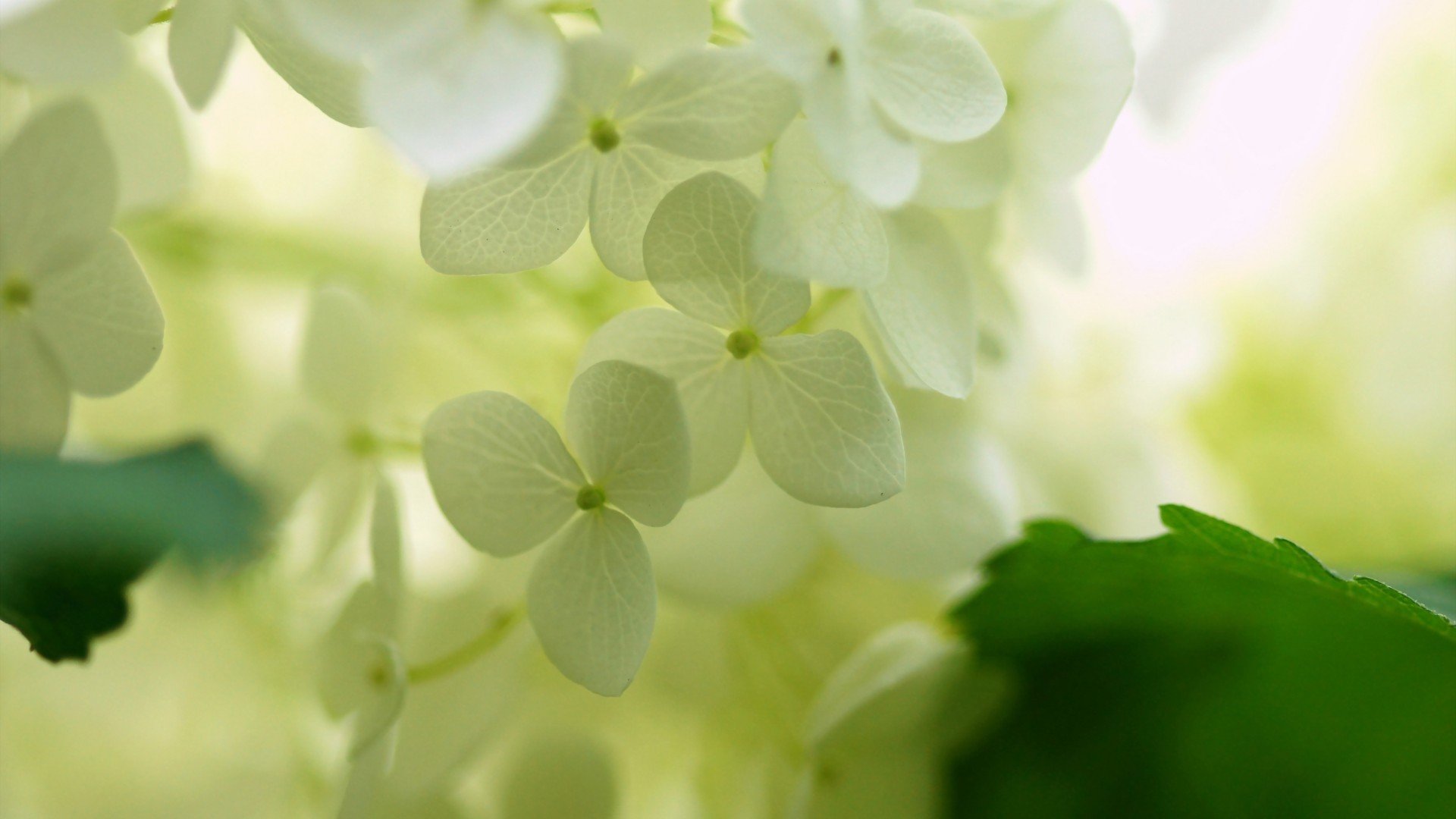 小清新,清新淡雅,花,儿童桌面专用