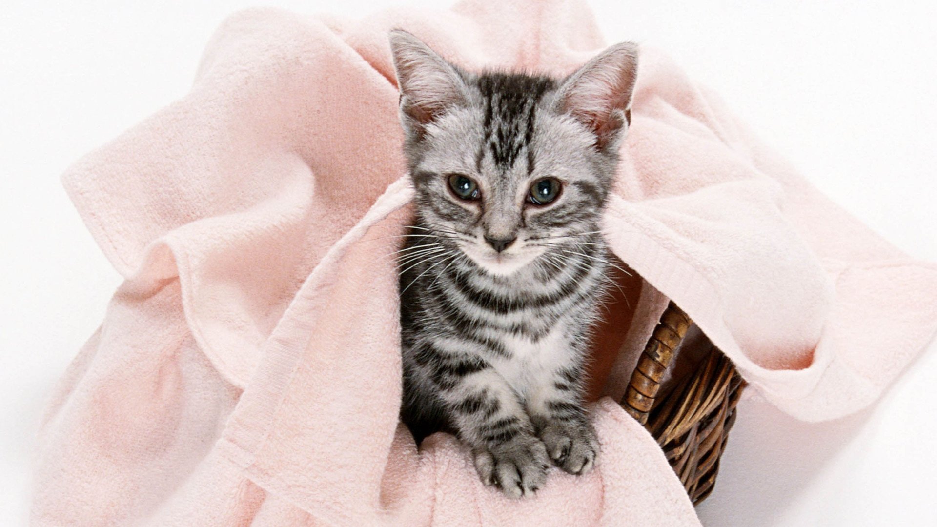 萌宠,喵星人,喵,可爱,卖萌图,古灵精怪,儿童桌面专用