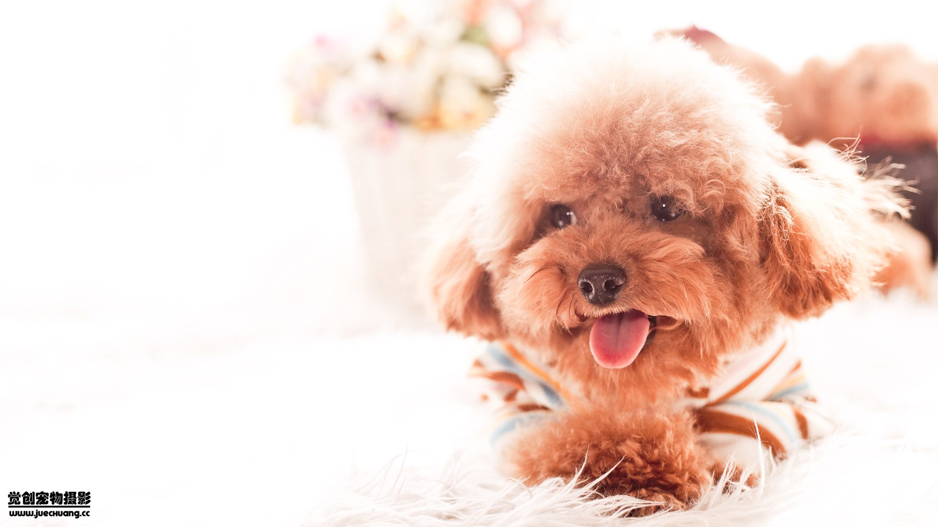 萌宠,觉创摄影,汪星人,狗,可爱,卖萌图,@觉创摄影,儿童桌面专用