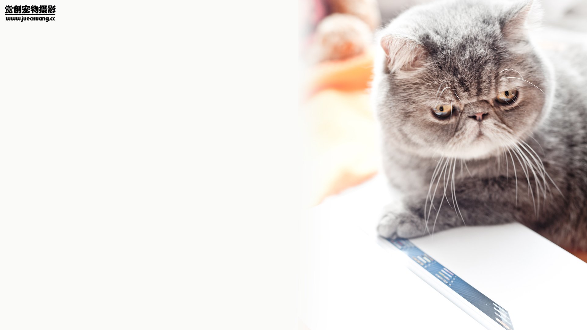 萌宠,喵星人,喵,可爱,卖萌图,古灵精怪,觉创摄影,@觉创摄影,儿童桌面专用