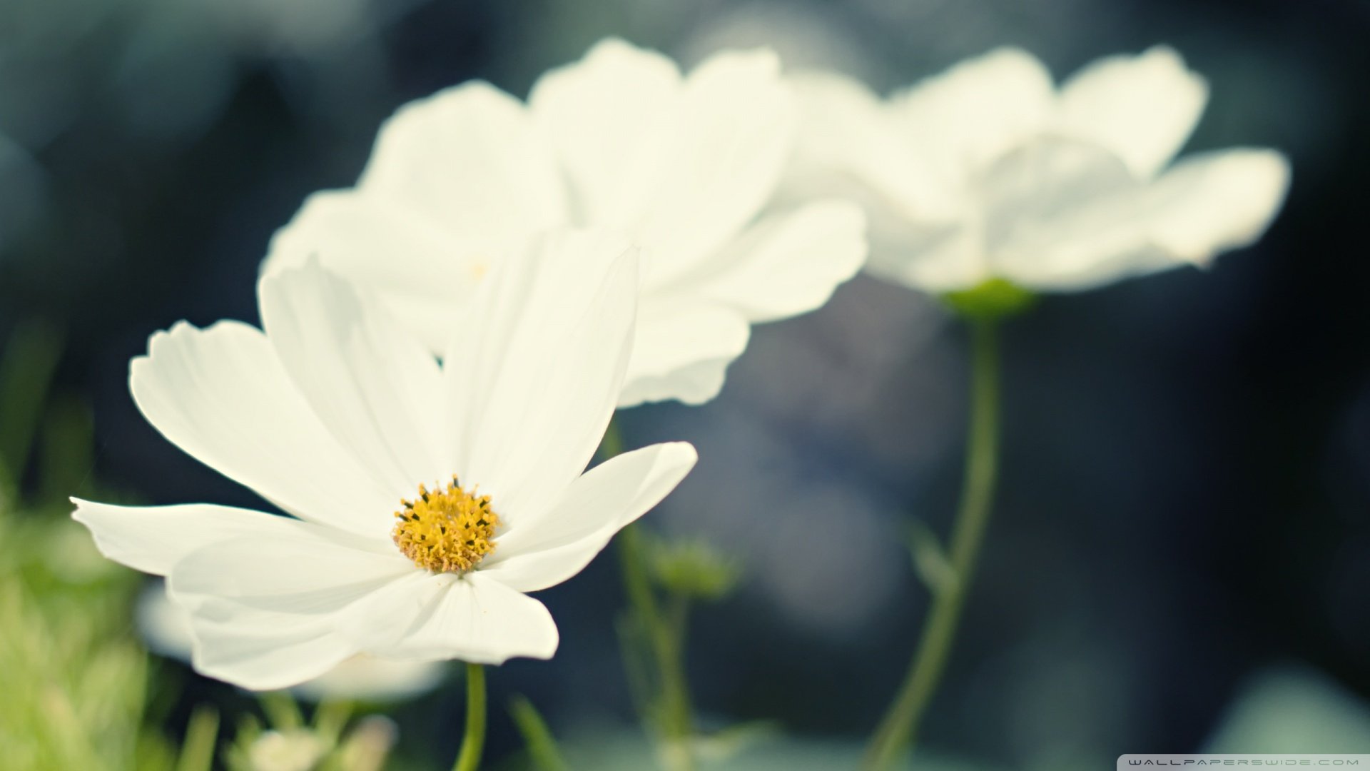 风景,春意盎然,儿童桌面专用