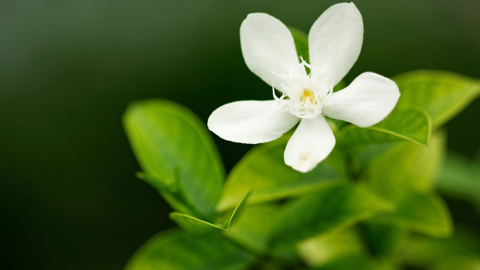 小清新,清新淡雅,儿童桌面专用