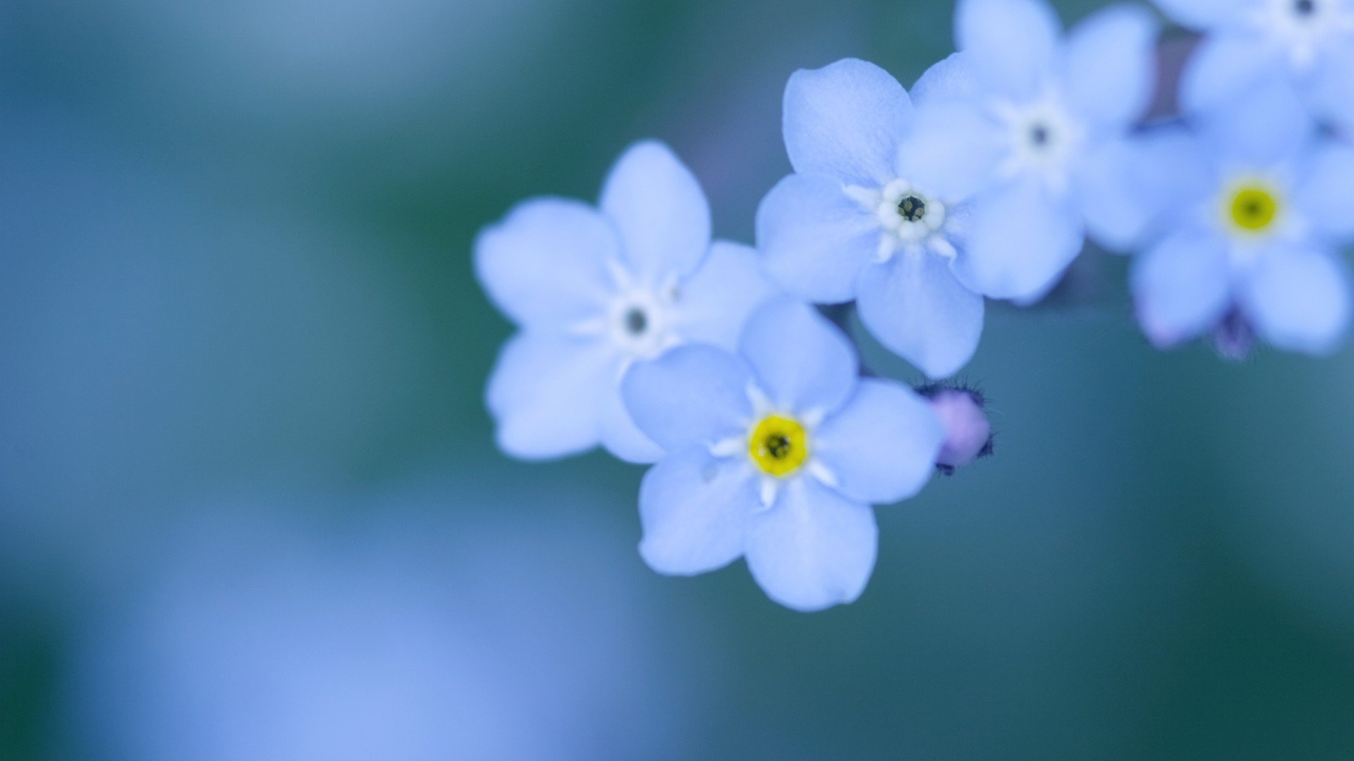 小清新,清新淡雅,花,儿童桌面专用