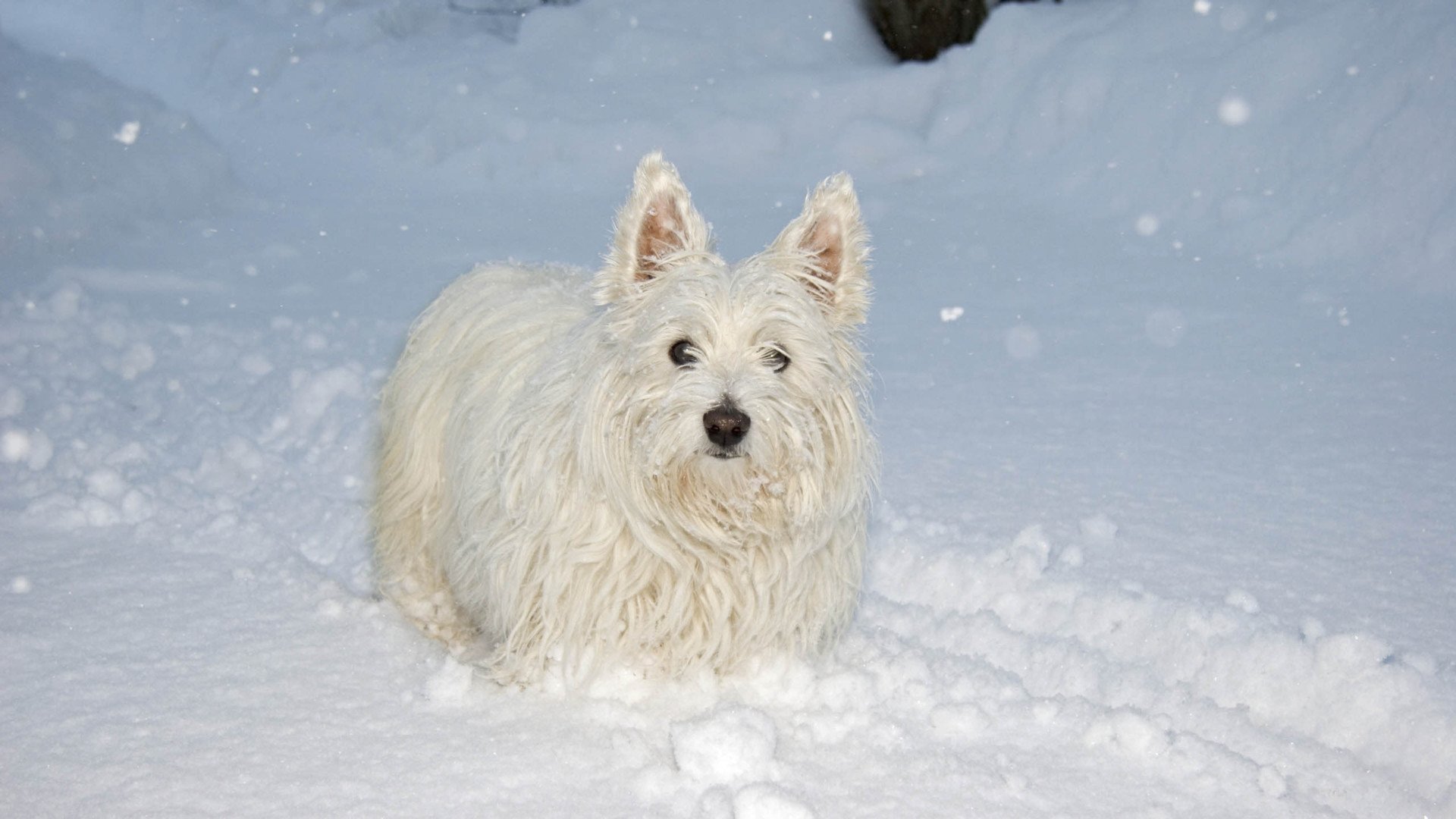 萌宠,汪星人,狗,可爱,卖萌图,儿童桌面专用