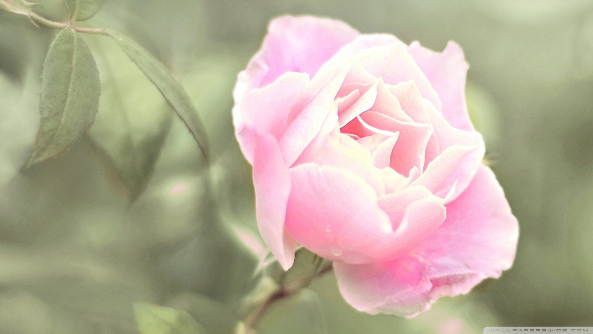 风景,春意盎然,儿童桌面专用