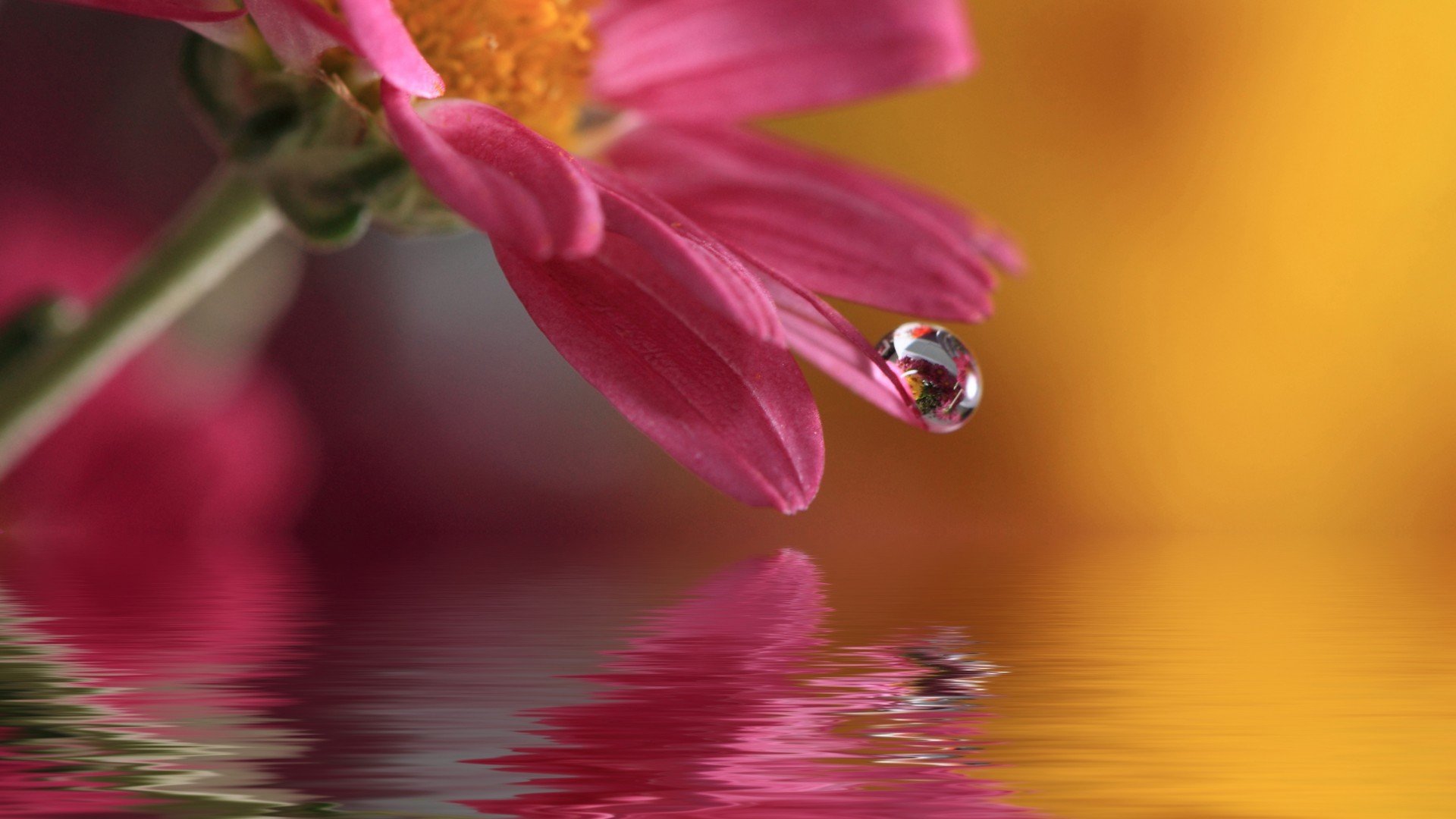 小清新,娇艳欲滴,花,儿童桌面专用