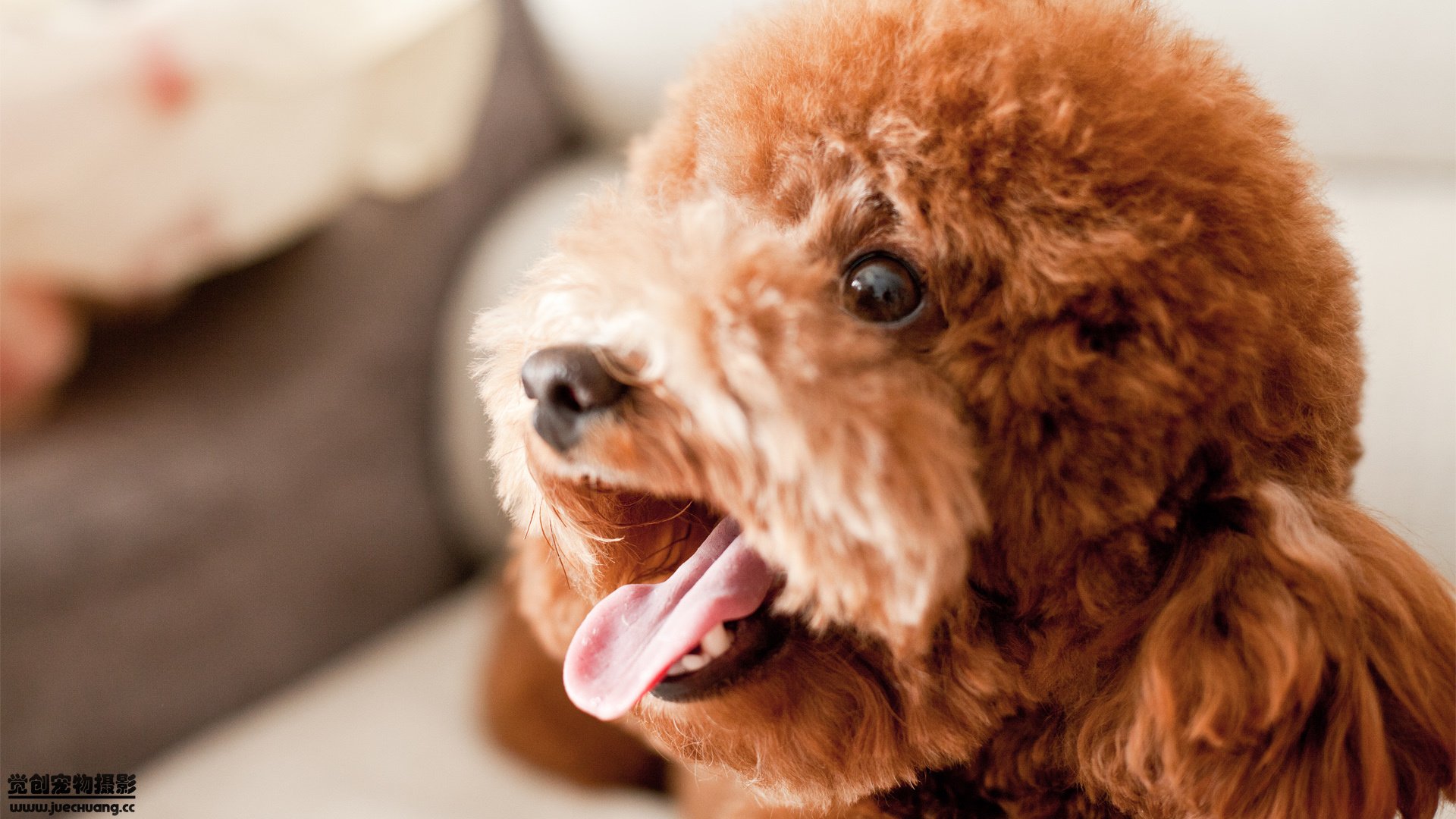 萌宠,汪星人,狗,古灵精怪,可爱,卖萌,宠物,觉创摄影,儿童桌面专用