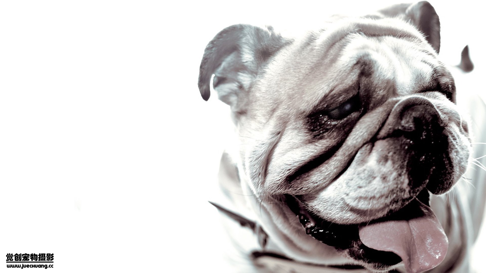 萌宠,觉创摄影,汪星人,狗,可爱,卖萌图,@觉创摄影,儿童桌面专用