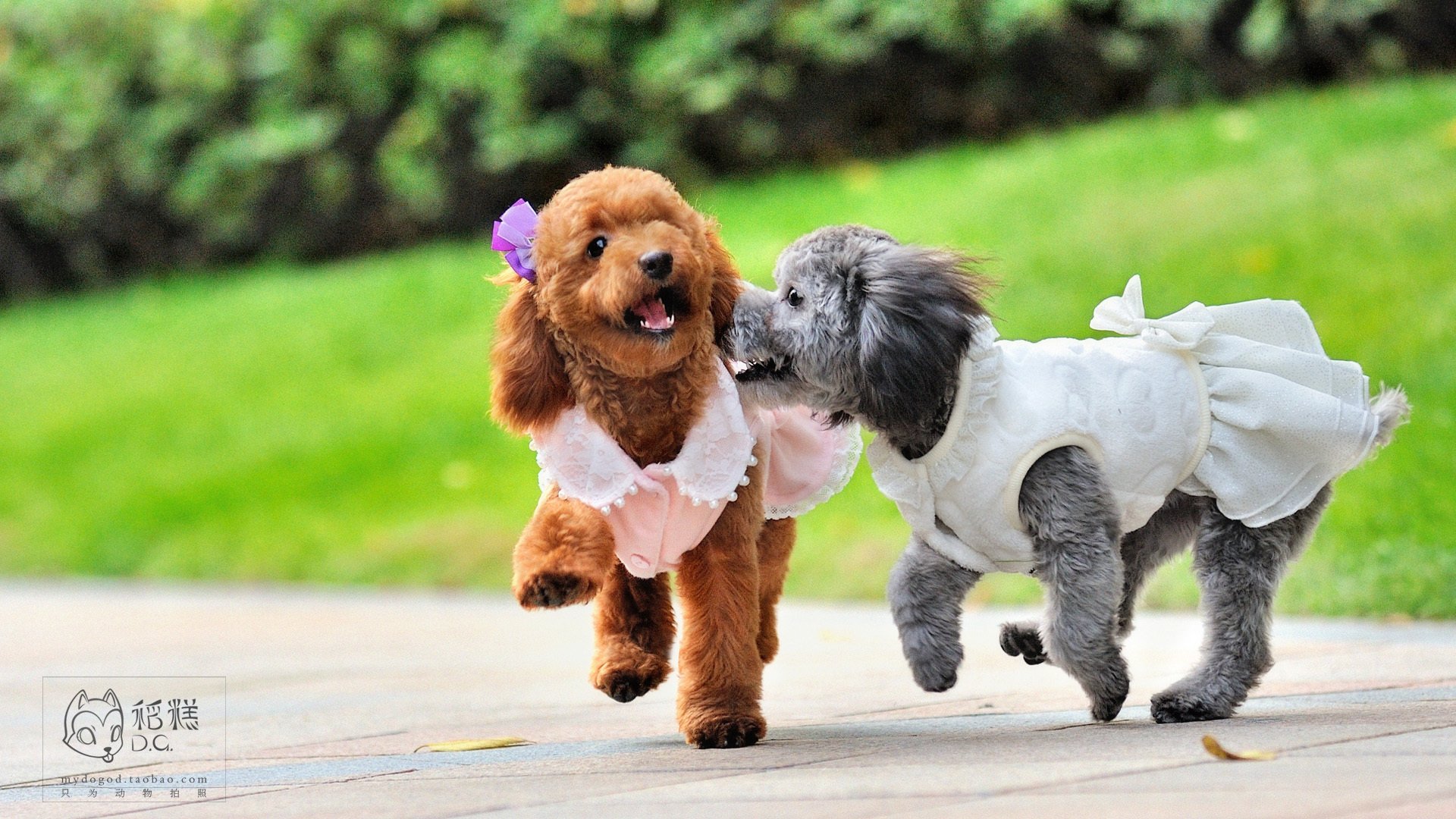 萌宠,稻糕摄影,狗,汪星人,古灵精怪,可爱,@稻糕DG宠物影像,儿童桌面专用