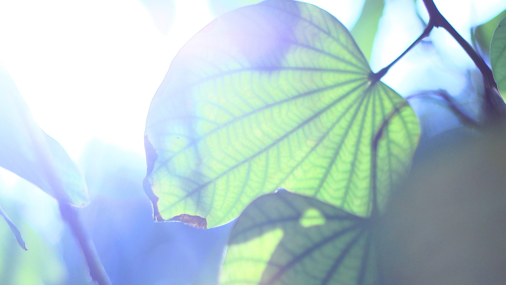 小清新,舒缓压力,护眼壁纸,YBP摄影,儿童桌面专用