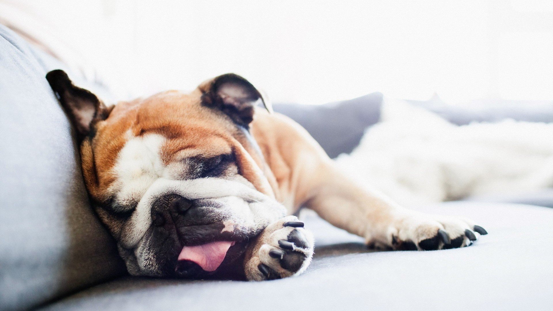 萌宠,汪星人,狗,古灵精怪,可爱,卖萌,宠物,儿童桌面专用