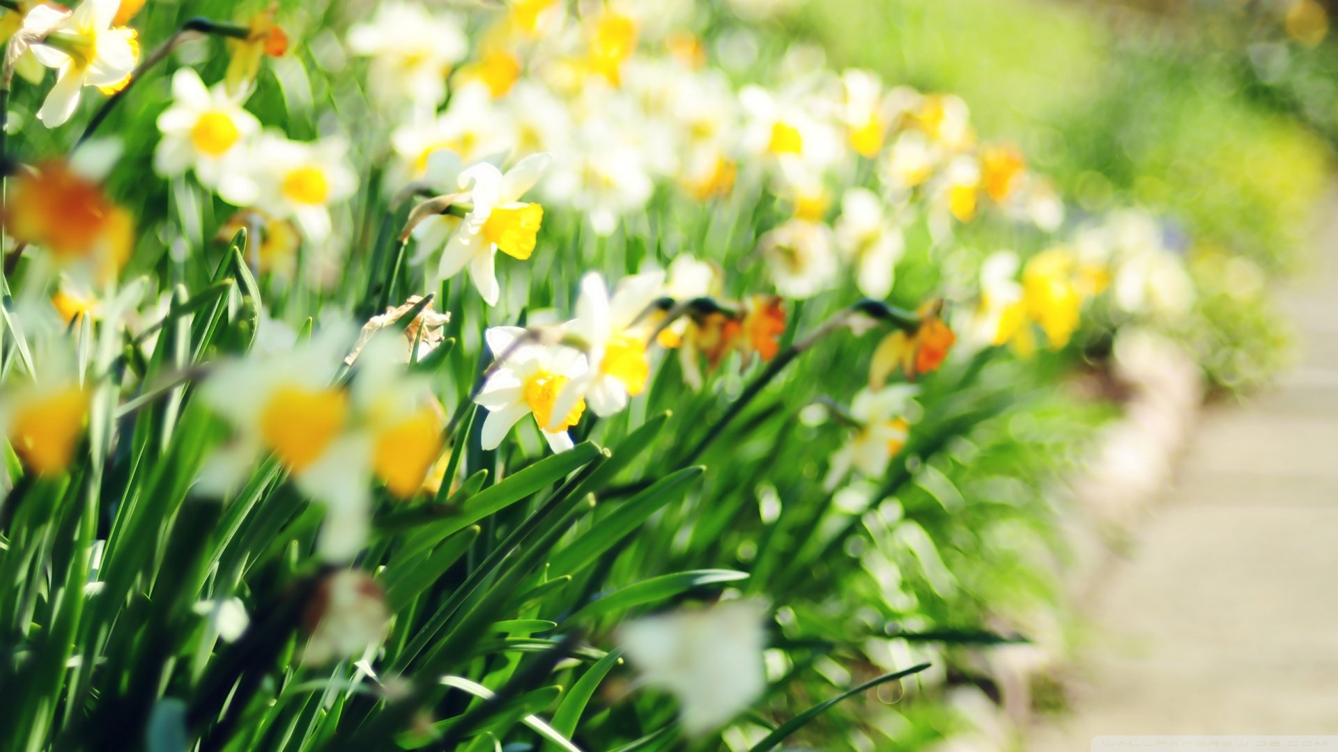 风景,春意盎然,儿童桌面专用