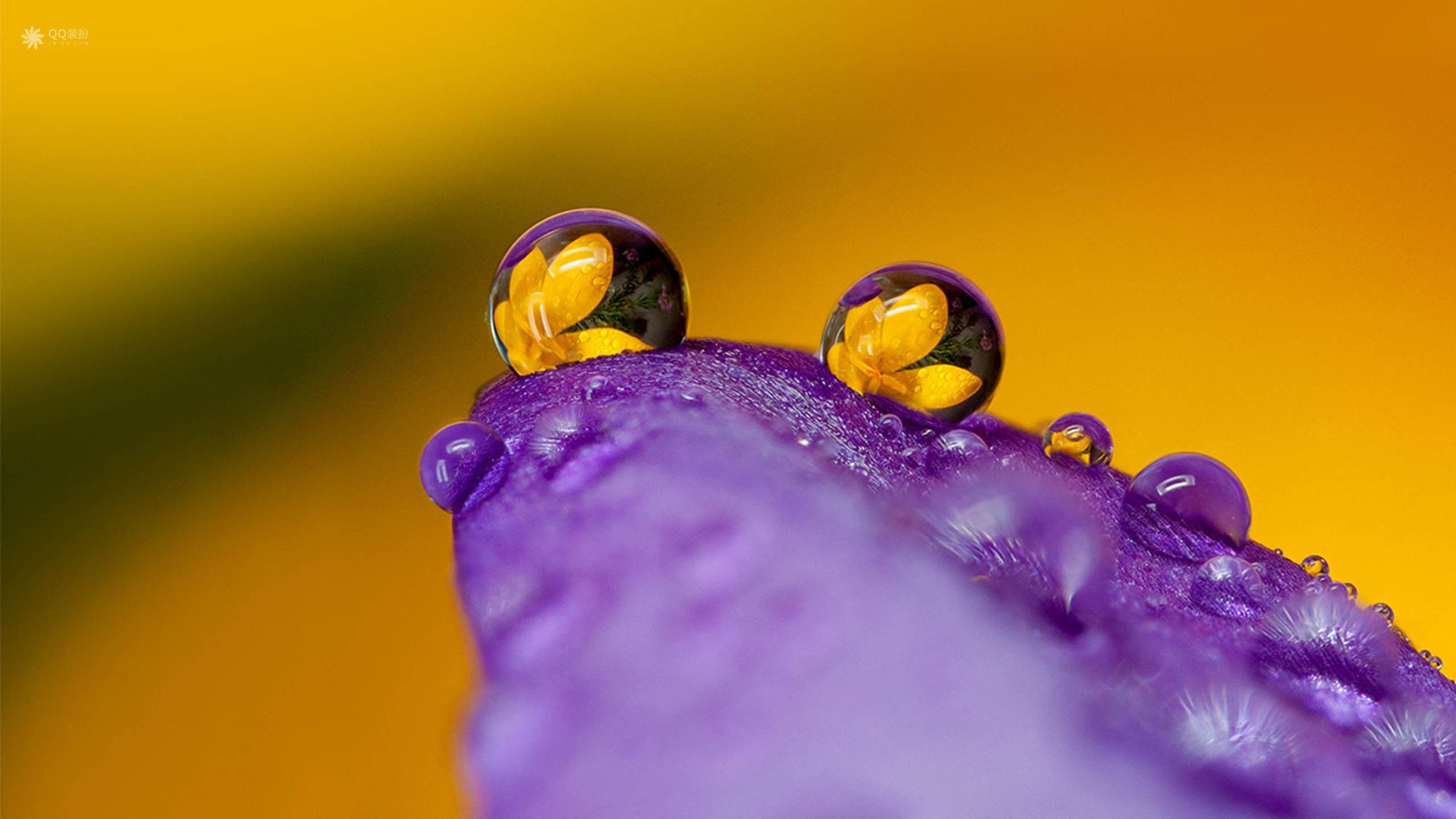 小清新,娇艳欲滴,水珠,花,儿童桌面专用