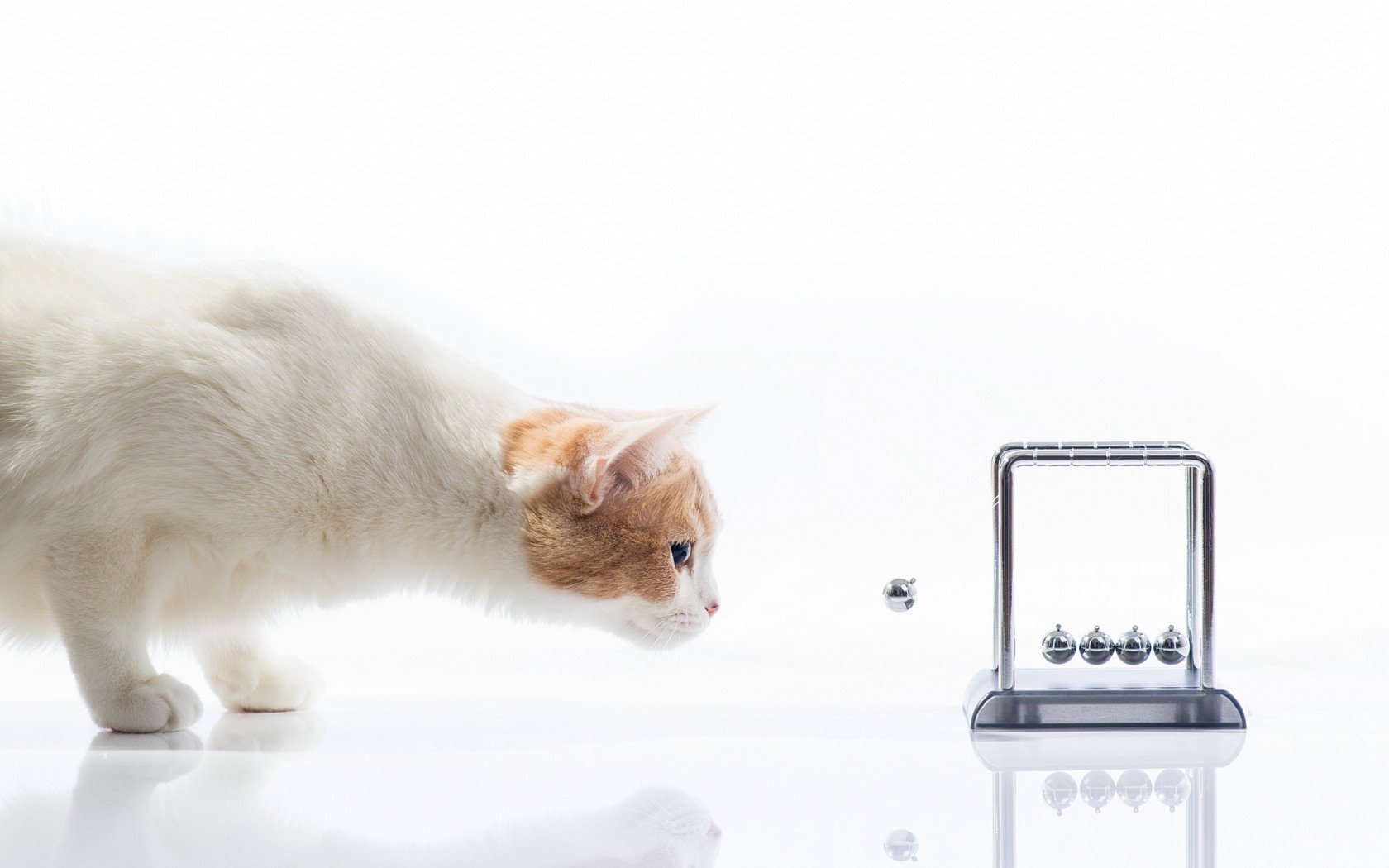 萌宠,猫,喵星人,卖萌图,可爱,古灵精怪,儿童桌面专用