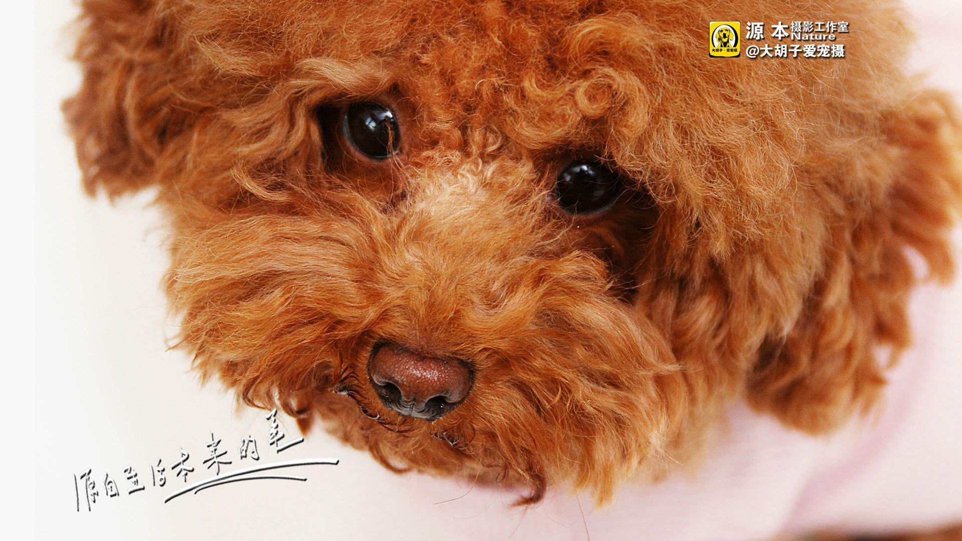 萌宠,狗,汪星人,卖萌图,可爱,古灵精怪,独家首发,源本摄影,@大胡子爱宠摄,儿童桌面专用