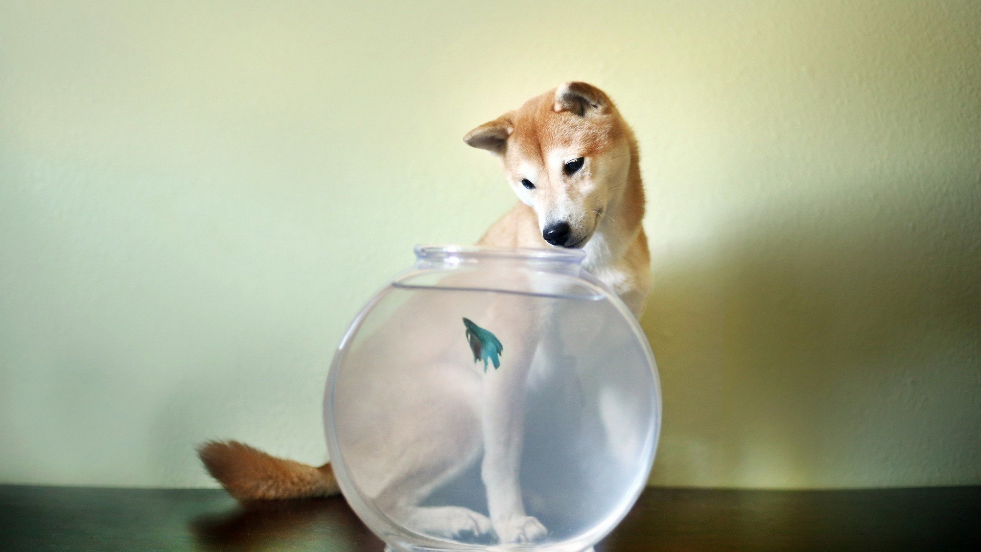 萌宠,猫,喵星人,卖萌图,可爱,古灵精怪,儿童桌面专用