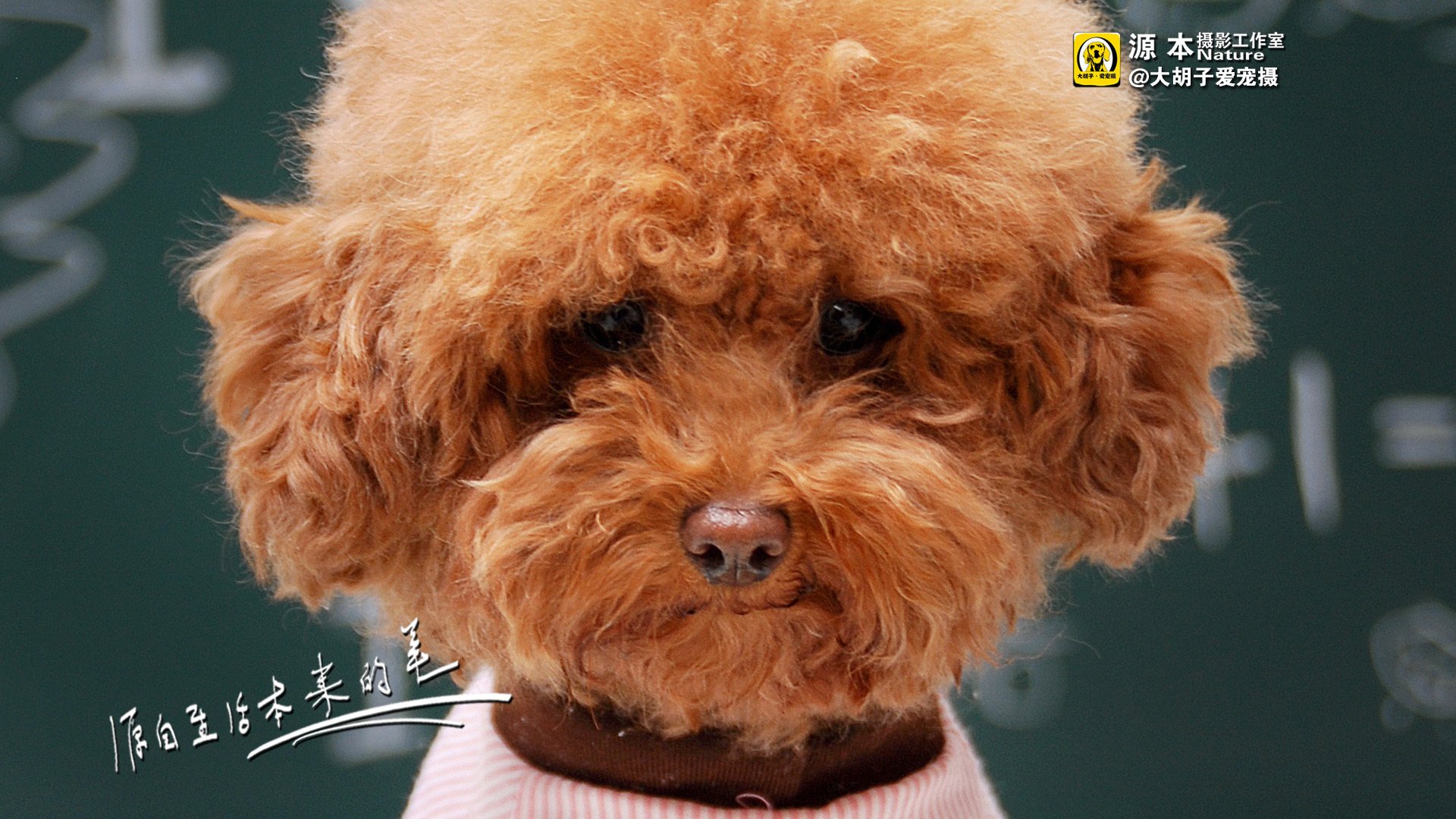 萌宠,狗,汪星人,卖萌图,可爱,古灵精怪,独家首发,源本摄影,@大胡子爱宠摄,儿童桌面专用