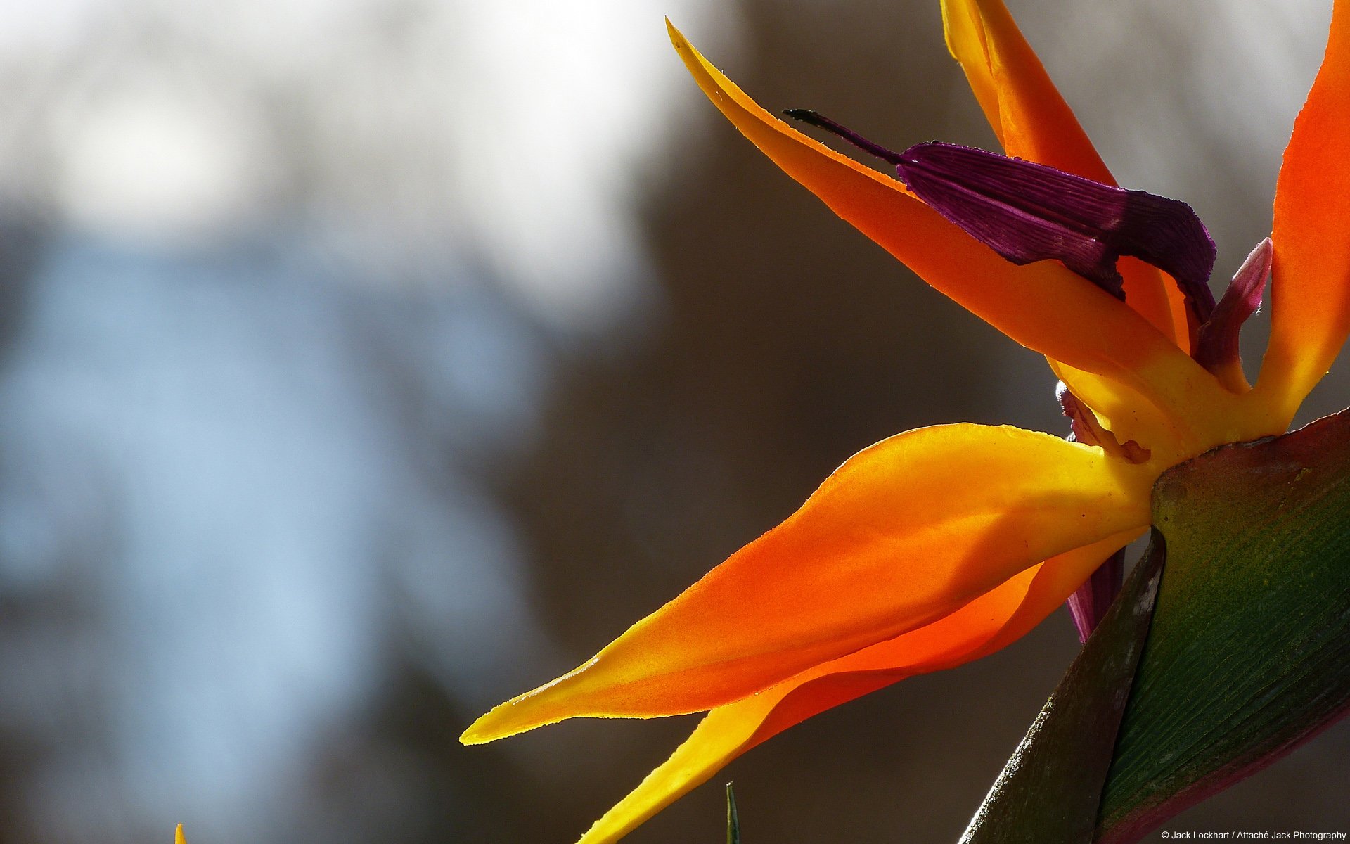 风景,春意盎然,儿童桌面专用