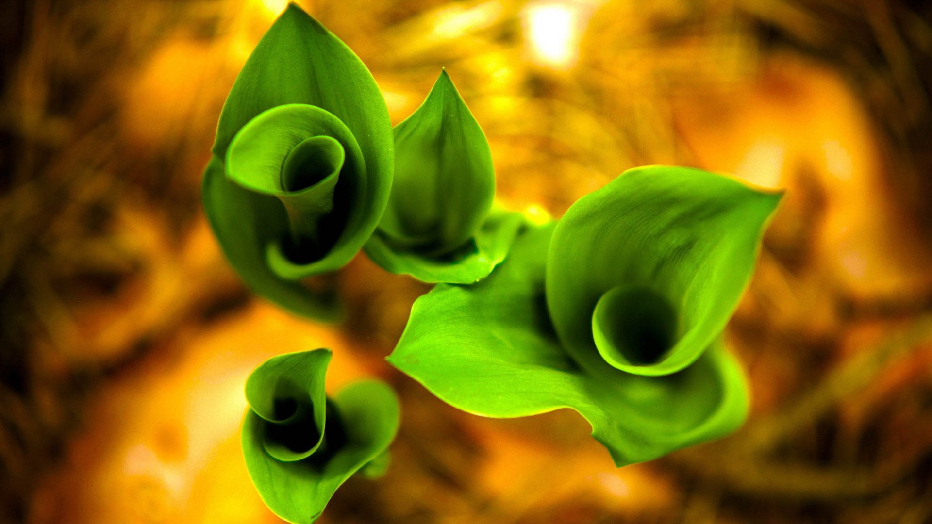 小清新,护眼壁纸,儿童桌面专用