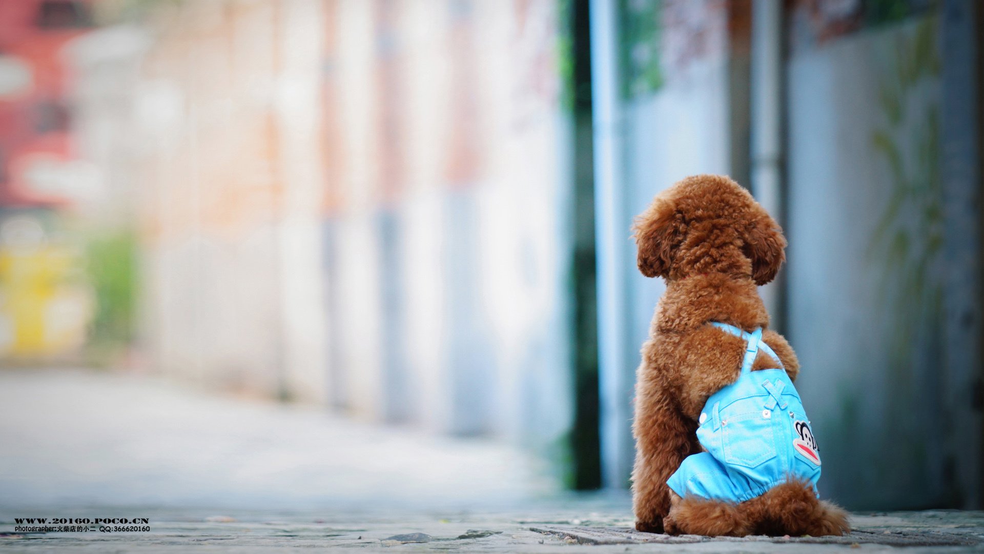 萌宠,狗,汪星人,卖萌图,古灵精怪,可爱,火柴摄影,独家首发,@摄影师火柴店的小二,儿童桌面专用