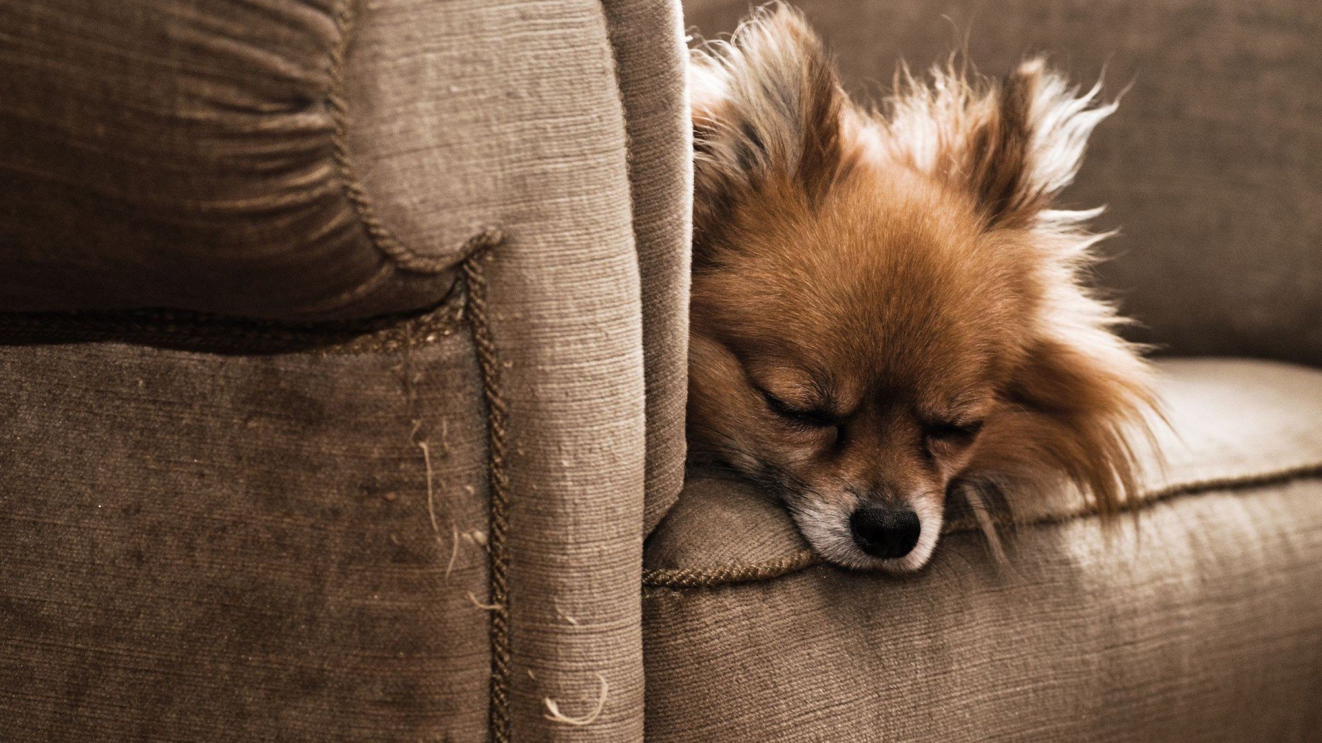 萌宠,汪星人,狗,古灵精怪,可爱,卖萌,宠物,儿童桌面专用