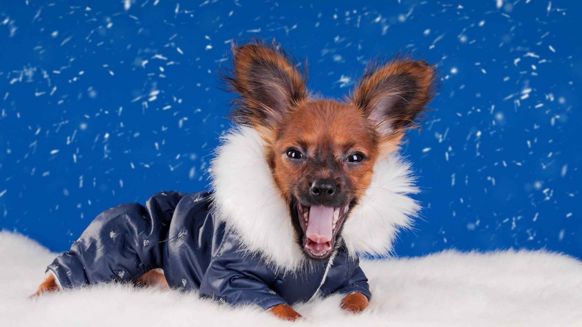 萌宠,狗,汪星人,古灵精怪,可爱,儿童桌面专用