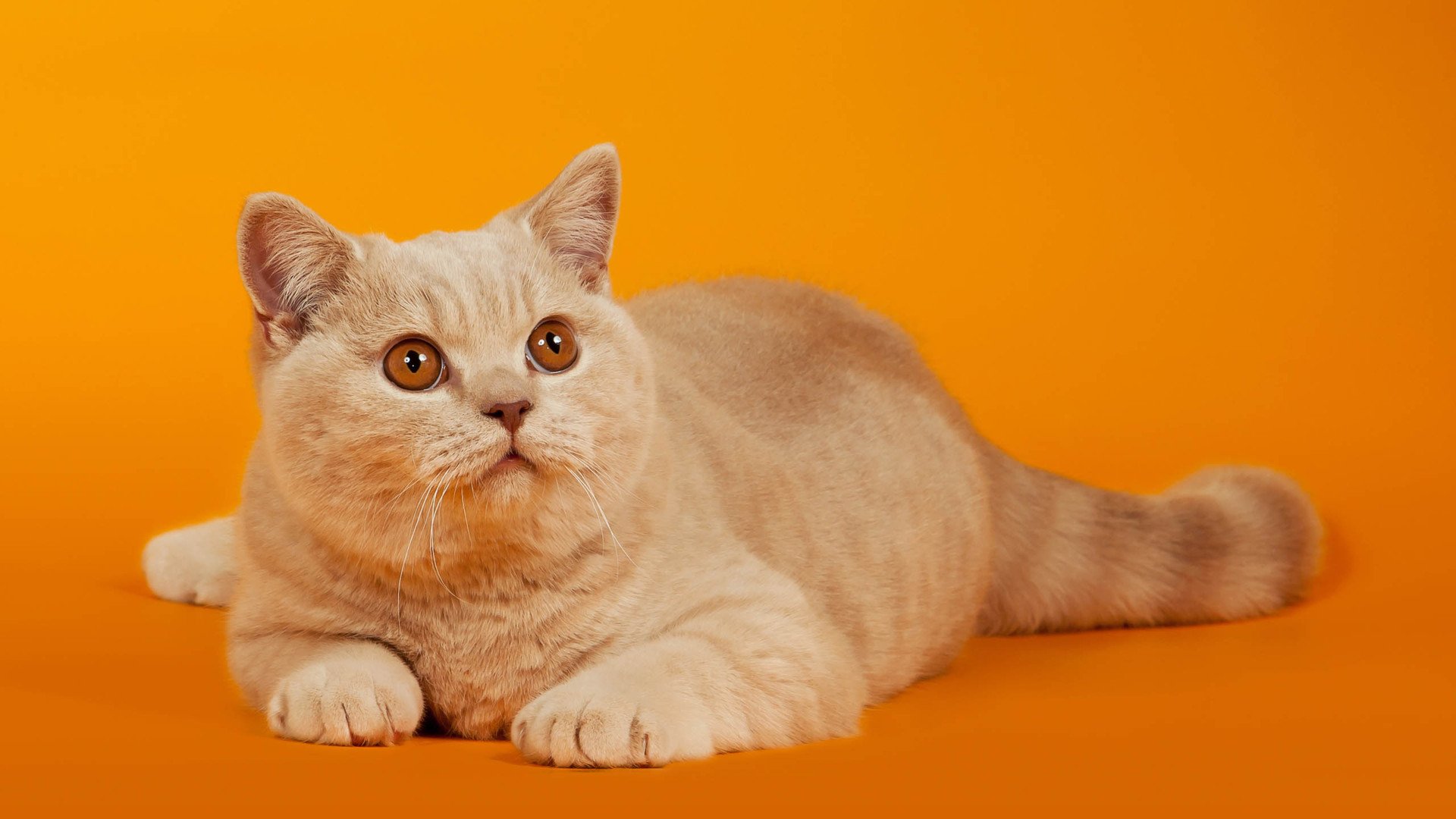 萌宠,喵星人,喵,可爱,卖萌图,儿童桌面专用