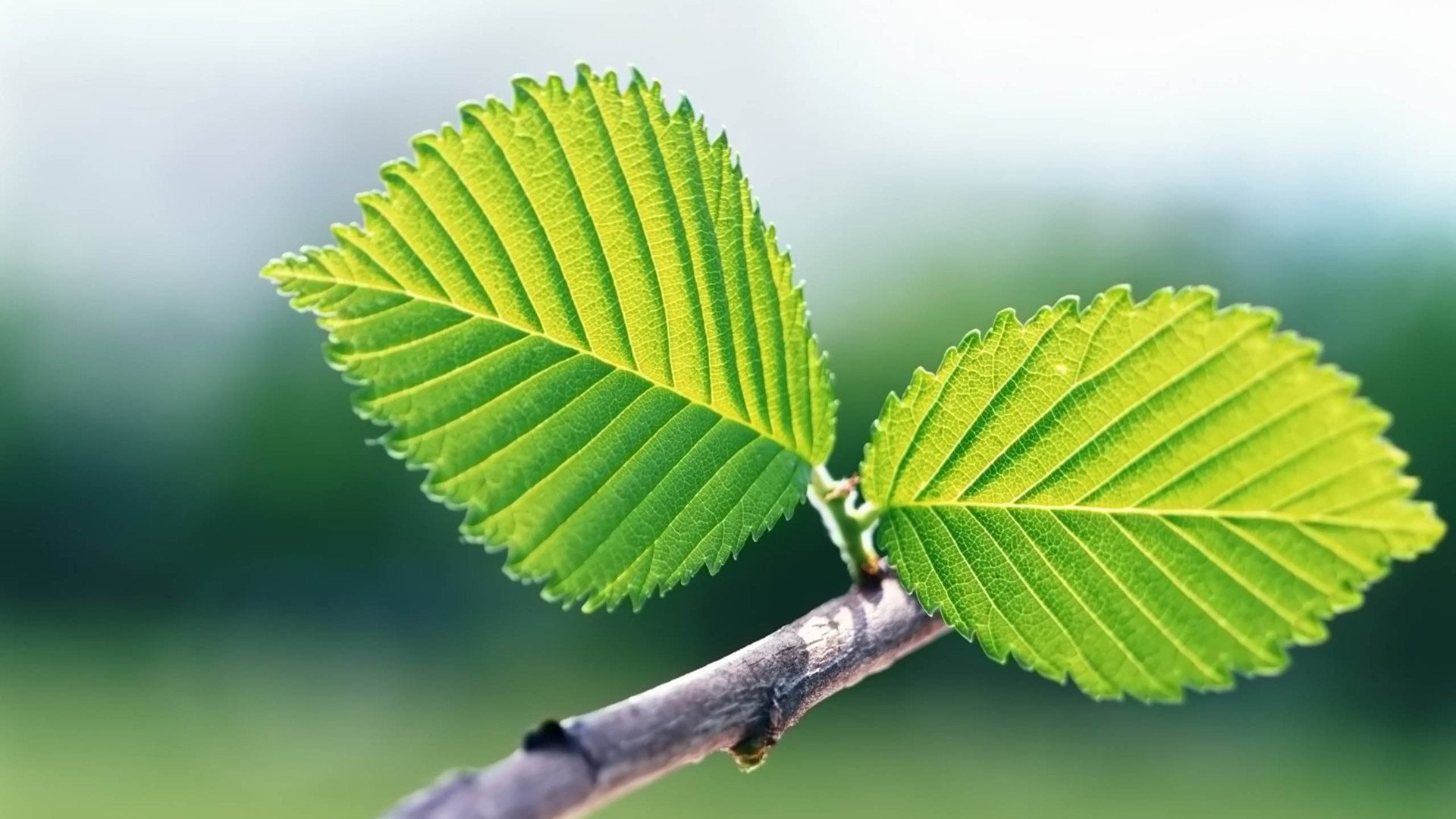 小清新,护眼壁纸,儿童桌面专用