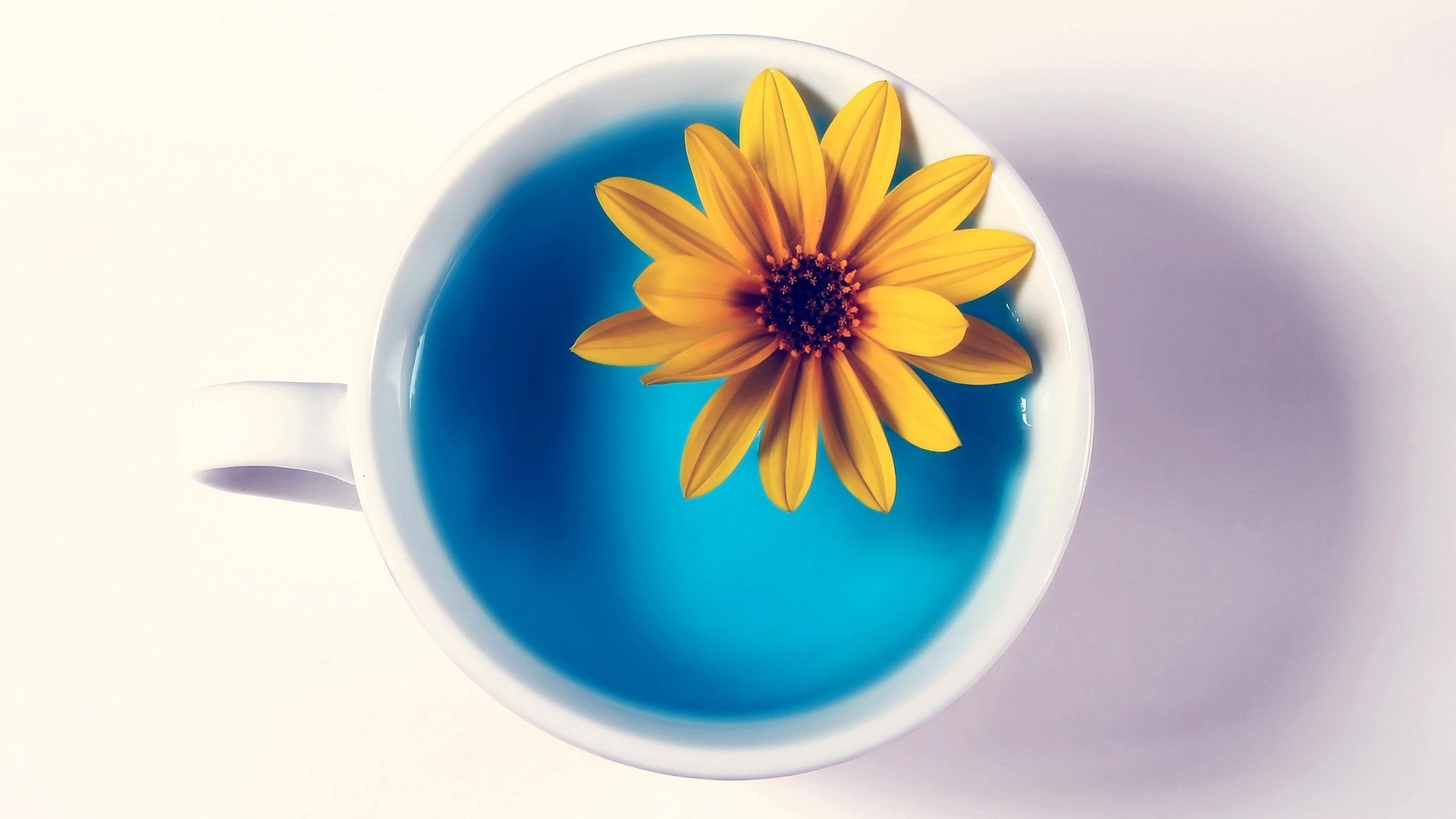 小清新,静物写真,娇艳欲滴,温馨一刻,花,儿童桌面专用