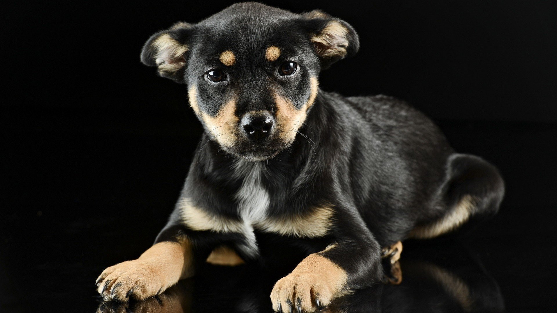 萌宠,狗,汪星人,古灵精怪,可爱,儿童桌面专用