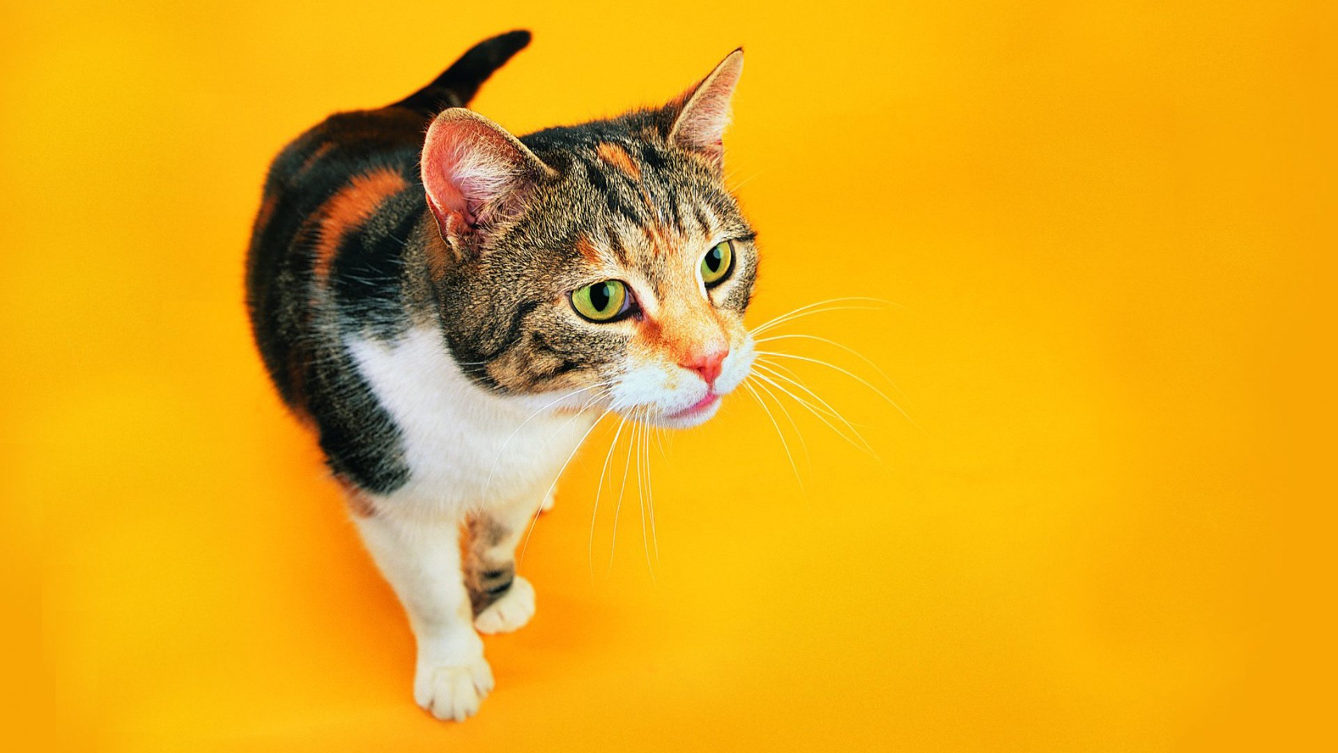 萌宠,喵星人,猫,古灵精怪,可爱,卖萌,宠物,儿童桌面专用