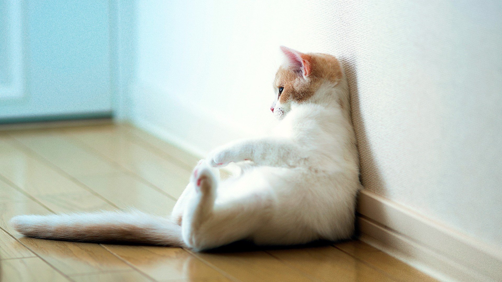 萌宠,猫,喵星人,卖萌图,可爱,古灵精怪,儿童桌面专用