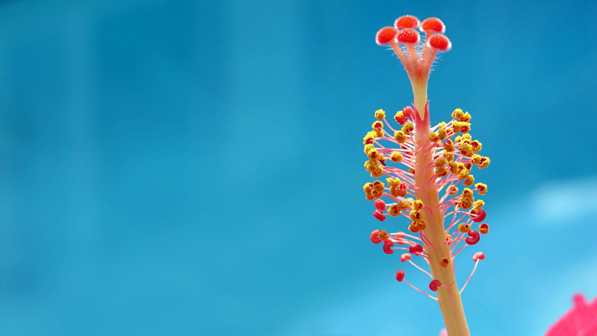 小清新,娇艳欲滴,清新淡雅,儿童桌面专用