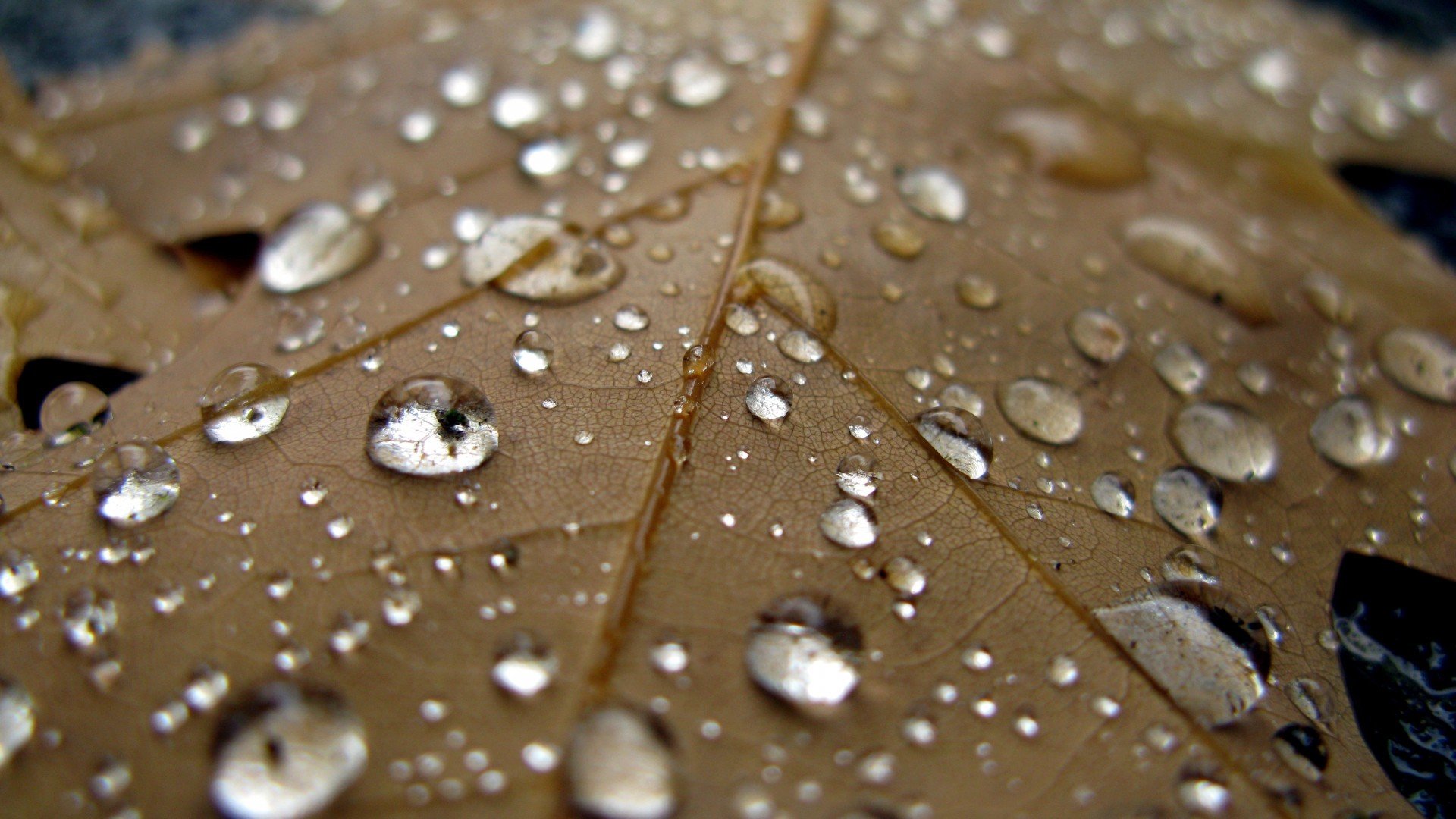 小清新,清新淡雅,枫叶