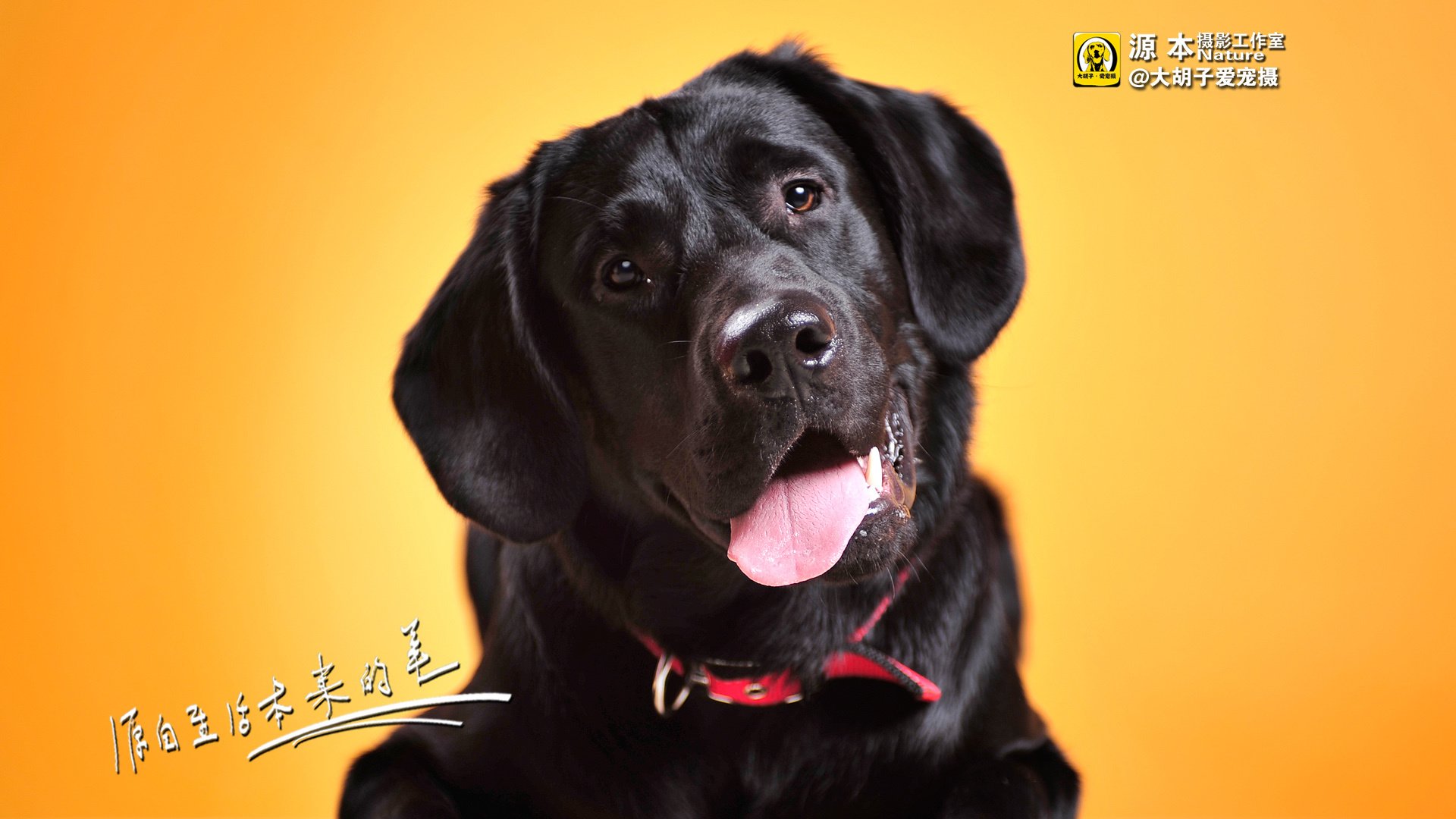 萌宠,狗,汪星人,卖萌图,可爱,古灵精怪,独家首发,源本摄影,@大胡子爱宠摄,儿童桌面专用