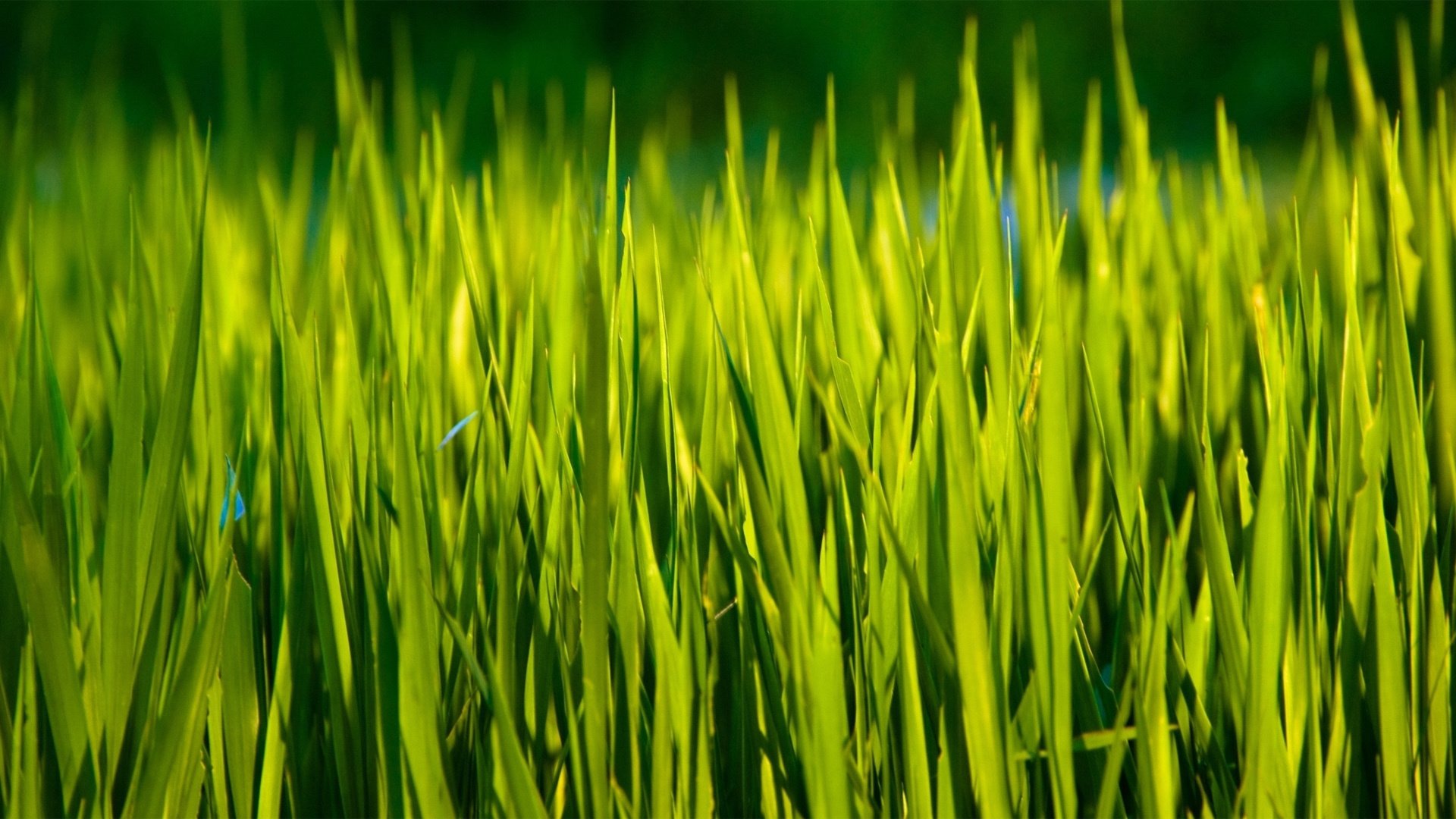 小清新,护眼壁纸,儿童桌面专用