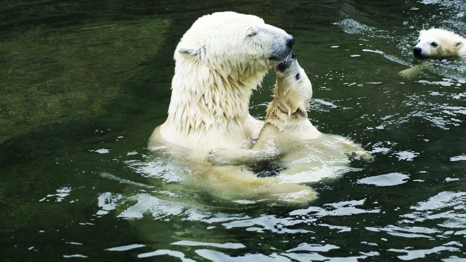 萌宠,极地物种,北极熊,可爱,儿童桌面专用