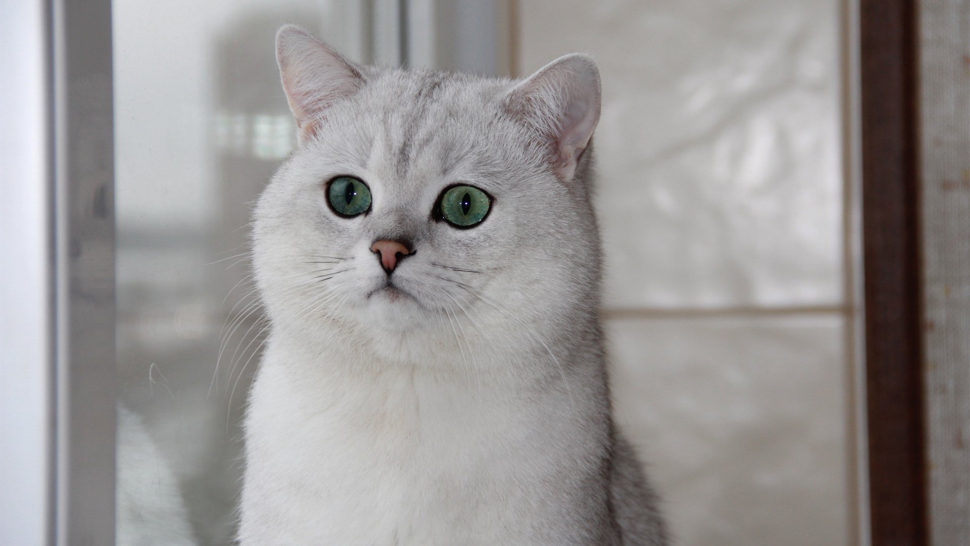 萌宠,喵星人,猫,卖萌图,可爱,古灵精怪,儿童桌面专用