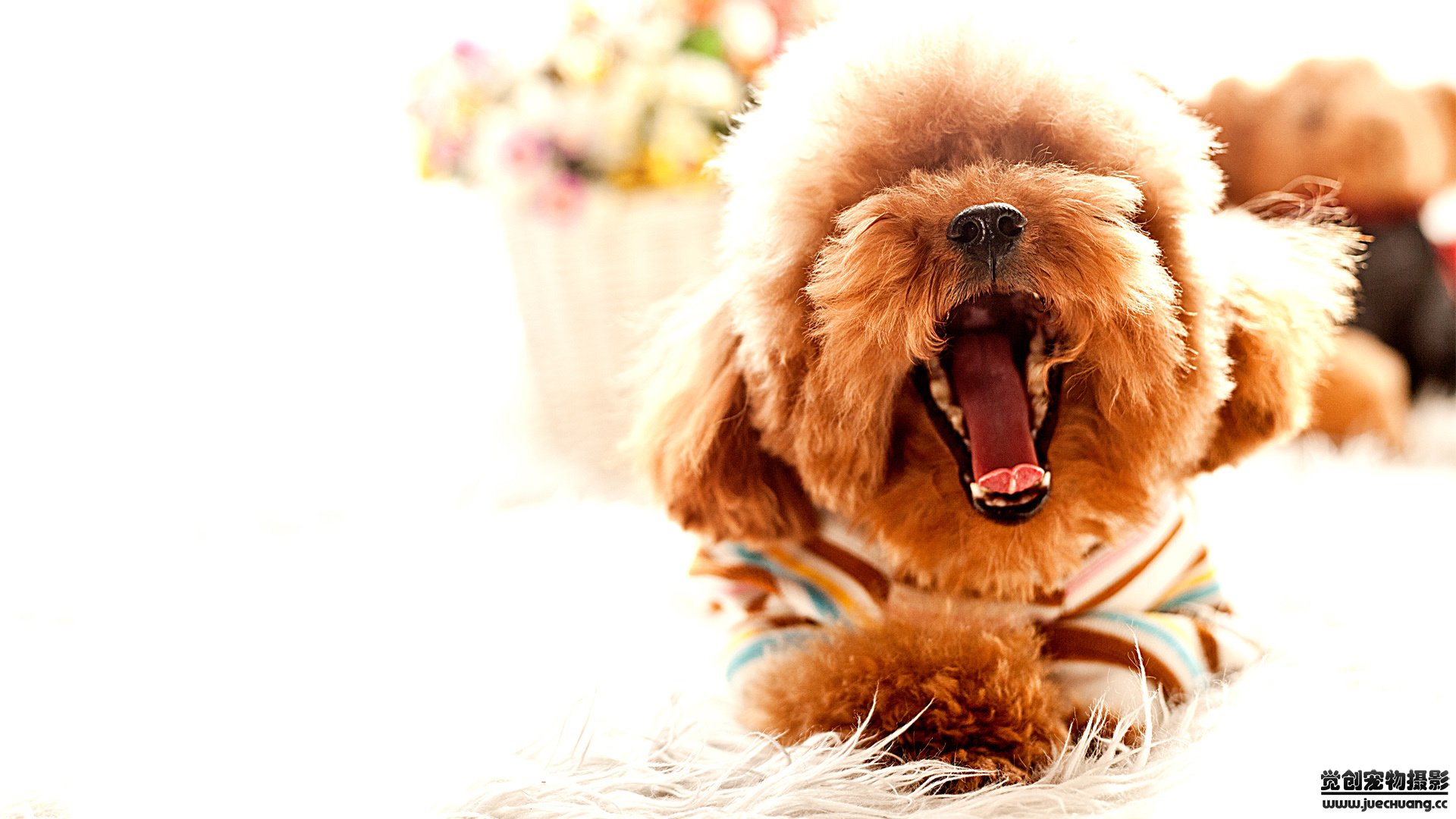 萌宠,汪星人,狗,古灵精怪,可爱,卖萌,宠物,觉创摄影,儿童桌面专用