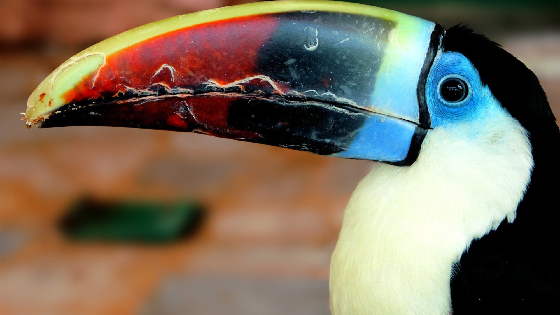 萌宠,小鸟天地,鸟,儿童桌面专用