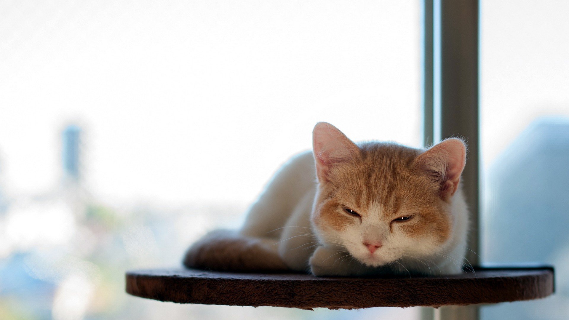 萌宠,猫,喵星人,卖萌图,可爱,古灵精怪,儿童桌面专用