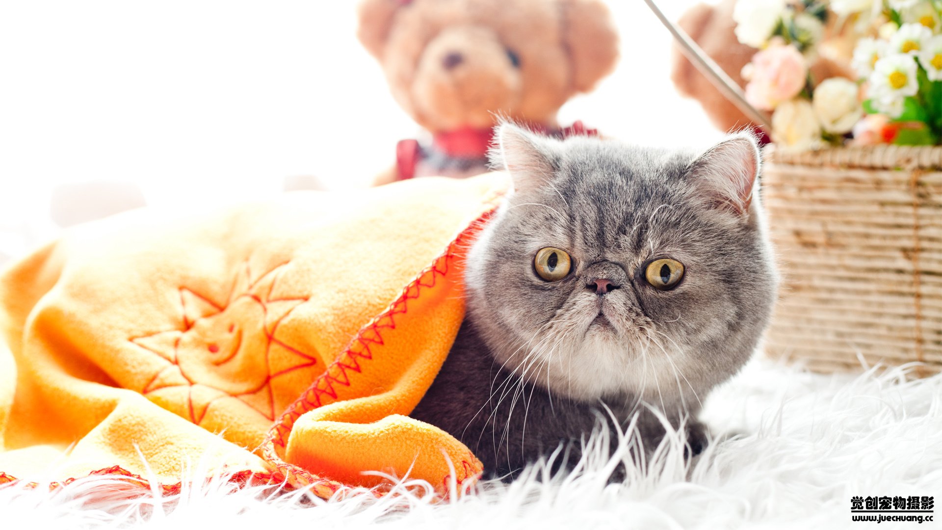 萌宠,觉创摄影,喵星人,喵,可爱,卖萌图,@觉创摄影,儿童桌面专用