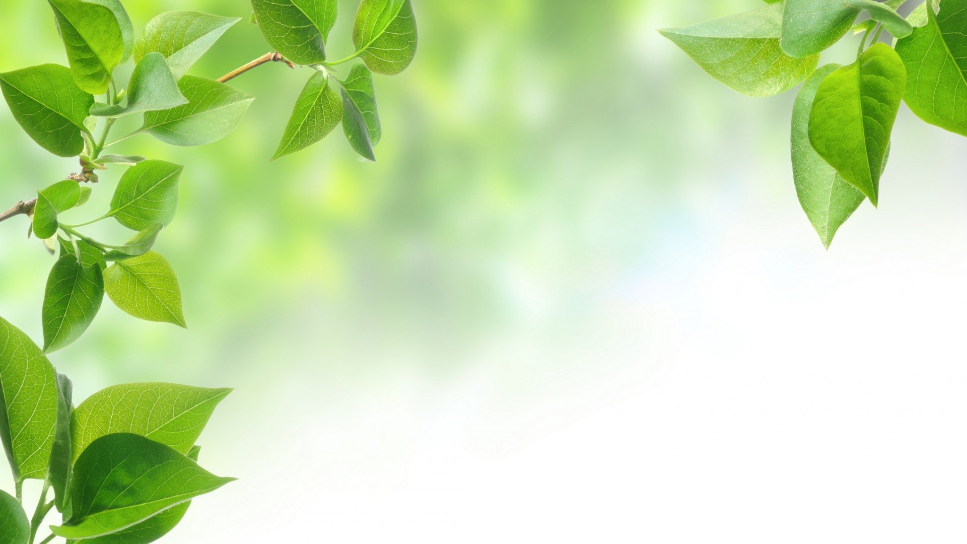 小清新,护眼壁纸,清新淡雅,叶,儿童桌面专用