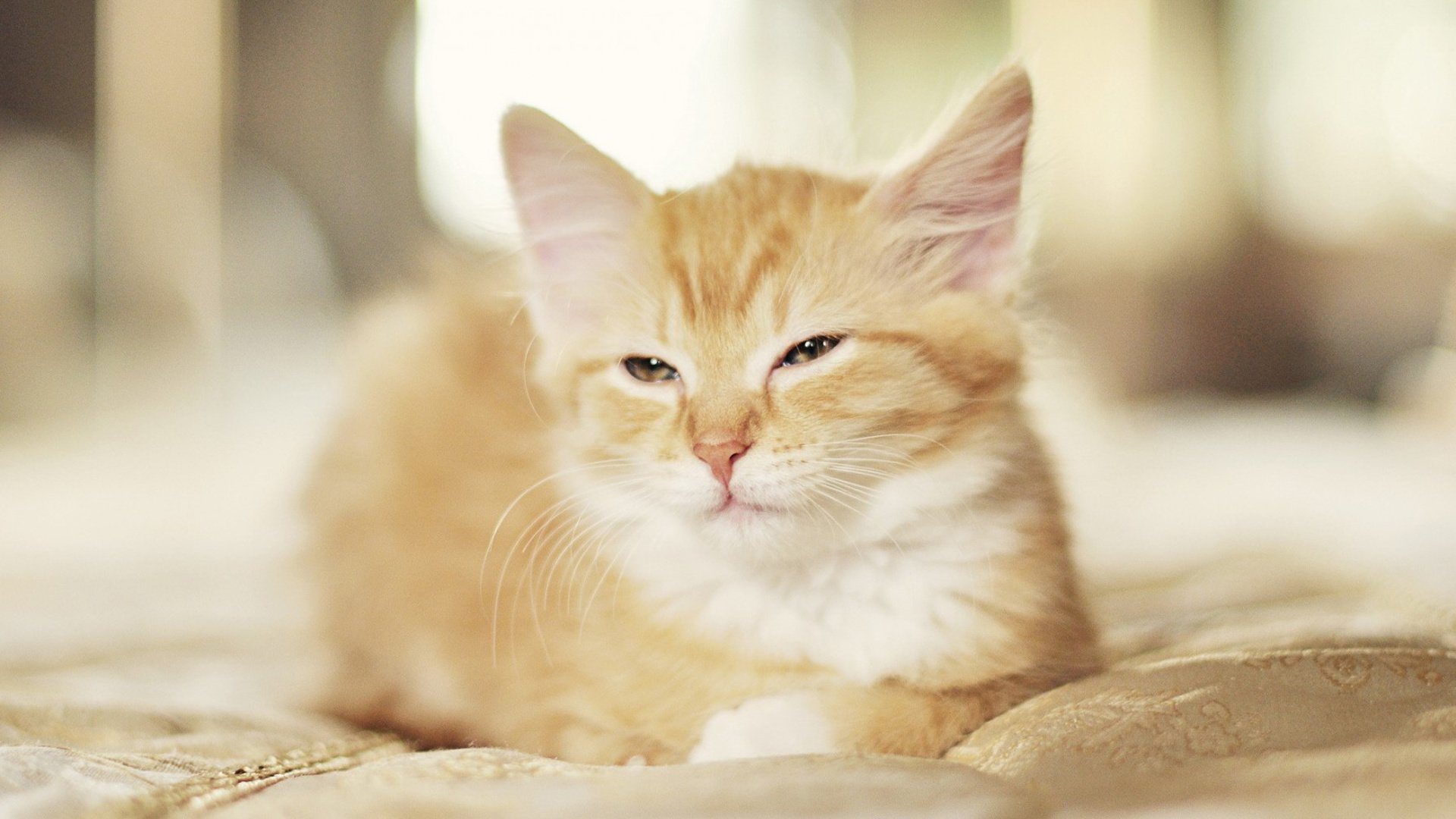 萌宠,喵星人,猫,可爱,卖萌,宠物,古灵精怪,儿童桌面专用