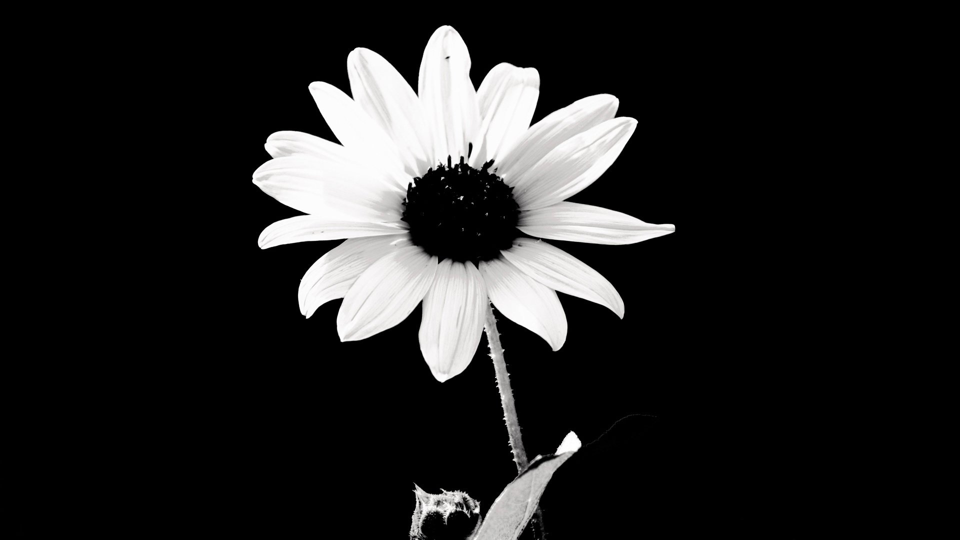 小清新,清新淡雅,娇艳欲滴,花,儿童桌面专用