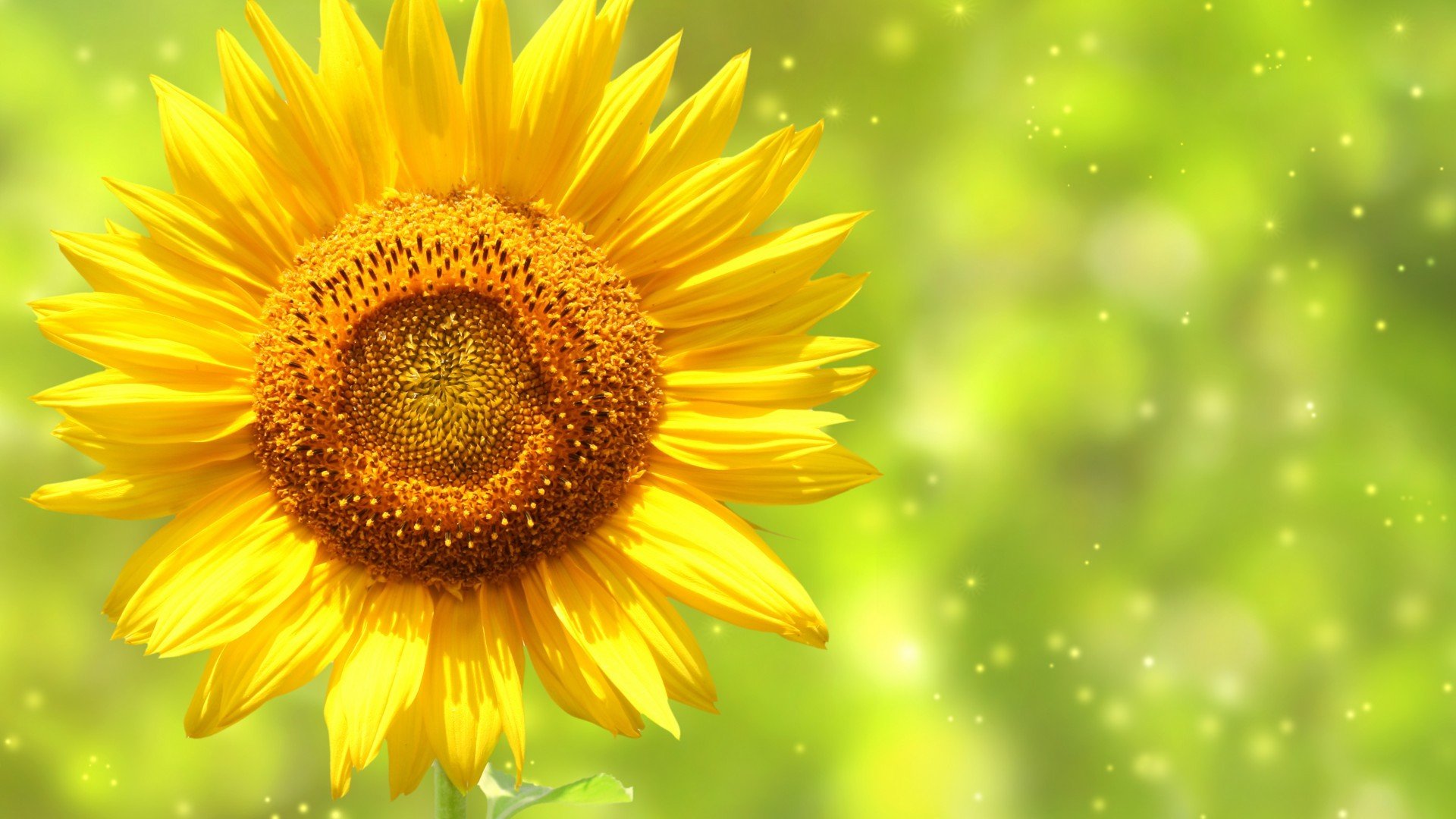 小清新,娇艳欲滴,花,儿童桌面专用